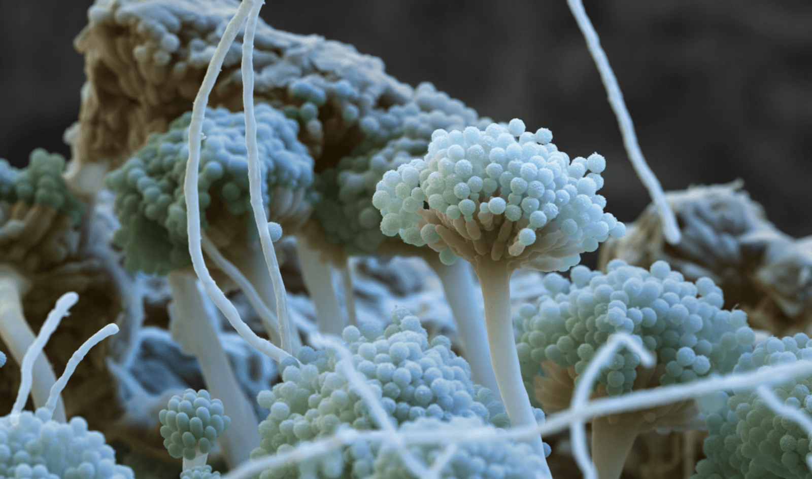 Aspergillus nidulans
