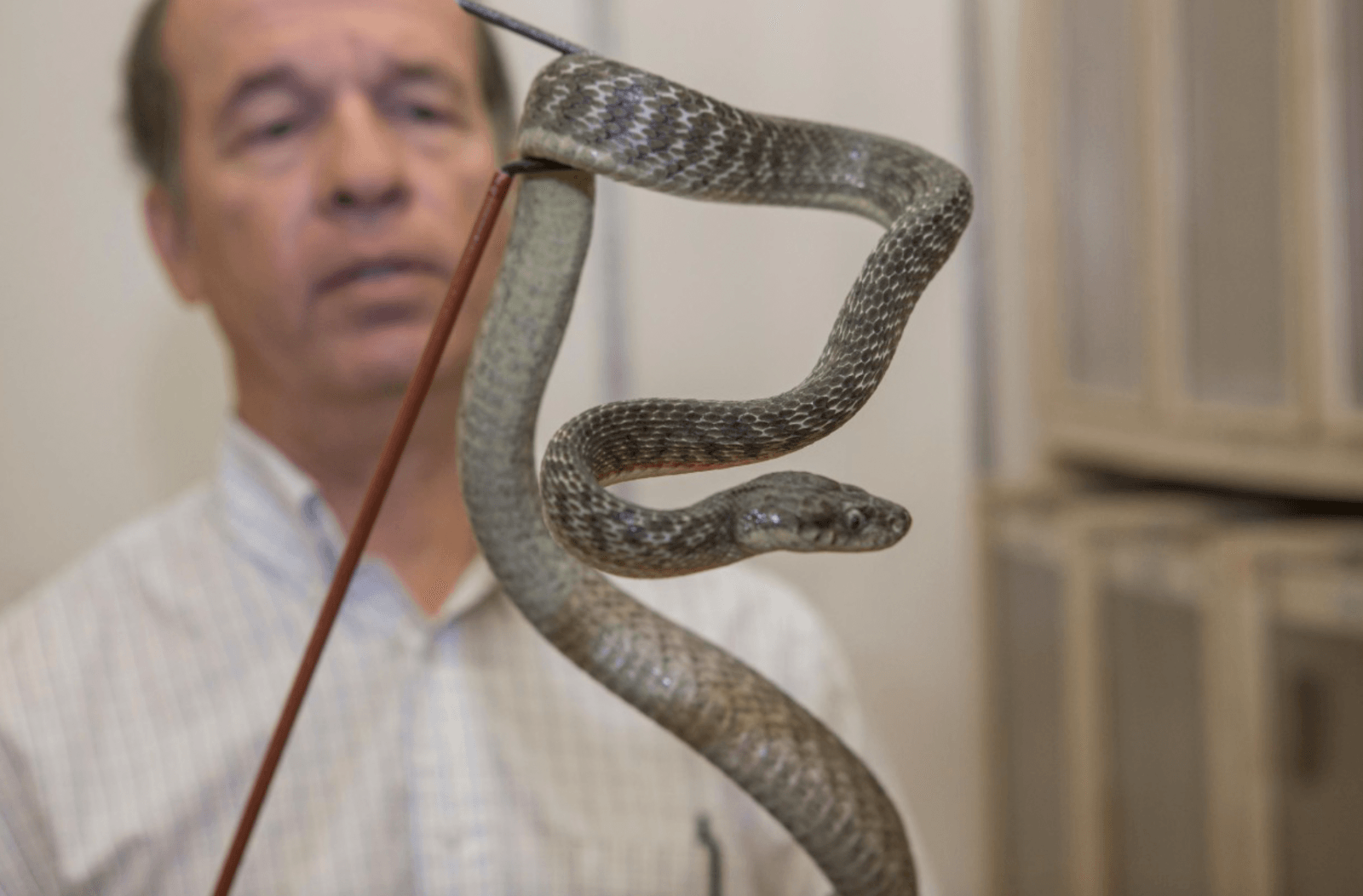 Prof. Bruce Jayne badający pytony birmańskie /Fot. UC News
