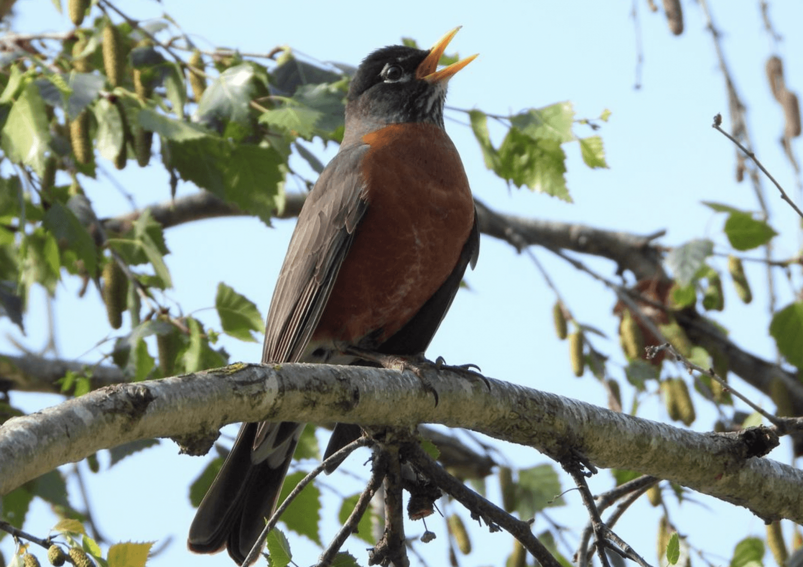 W samej Ameryce Północnej drozdy zmniejszyły się w ciągu 30 lat o 1,2% /Fot. UCLA
