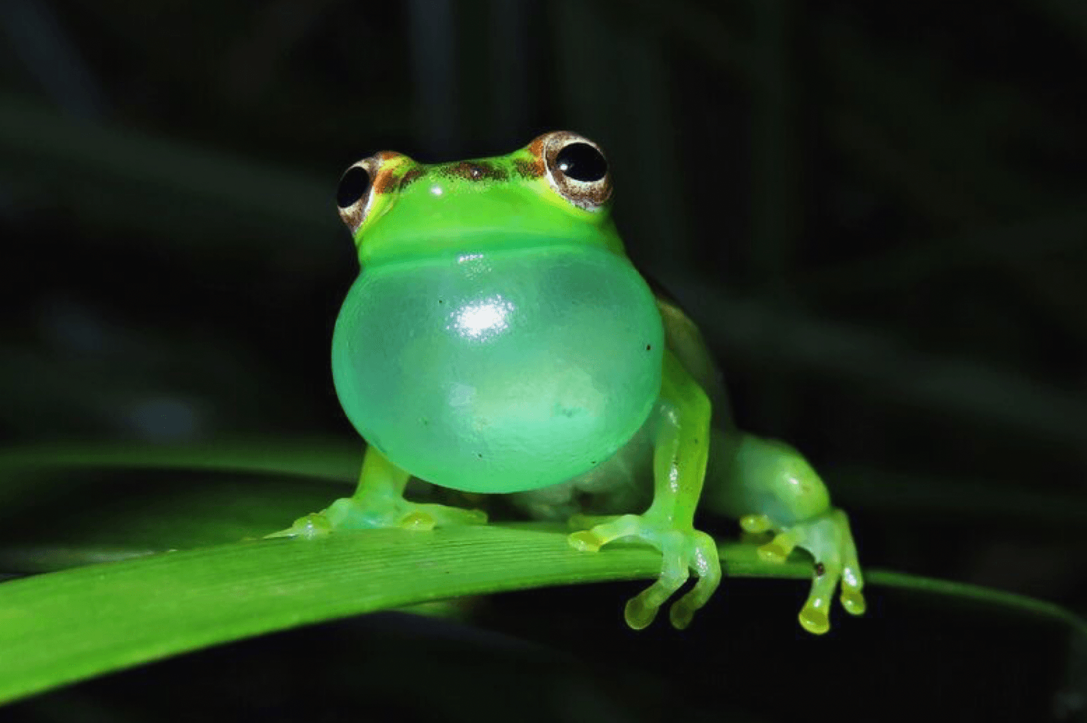 Tlalocohyla celeste /Fot. Juan Abarca
