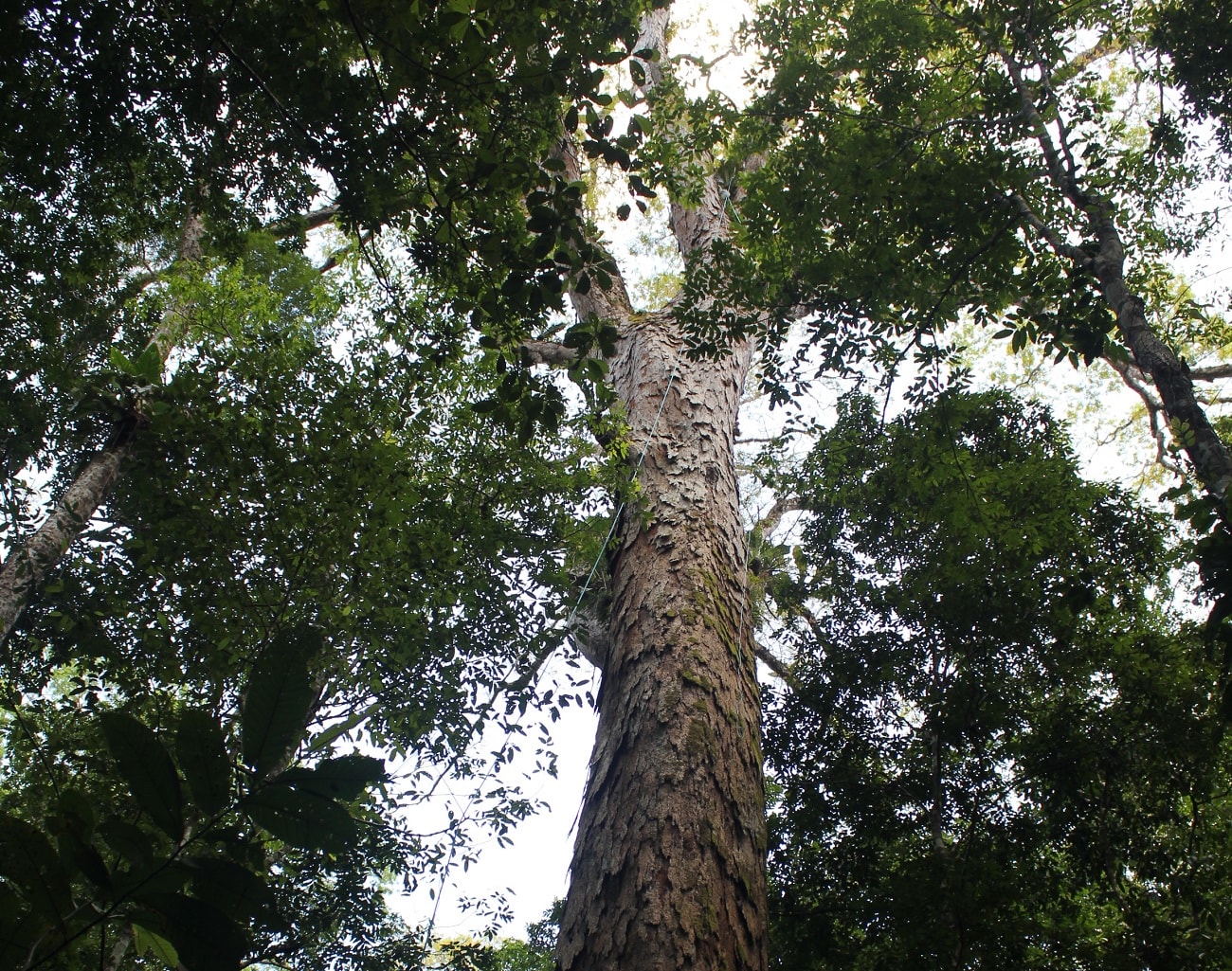 Gałąź na drzewie życia, jakiej jeszcze nie było. Tworzą ją setki gatunków