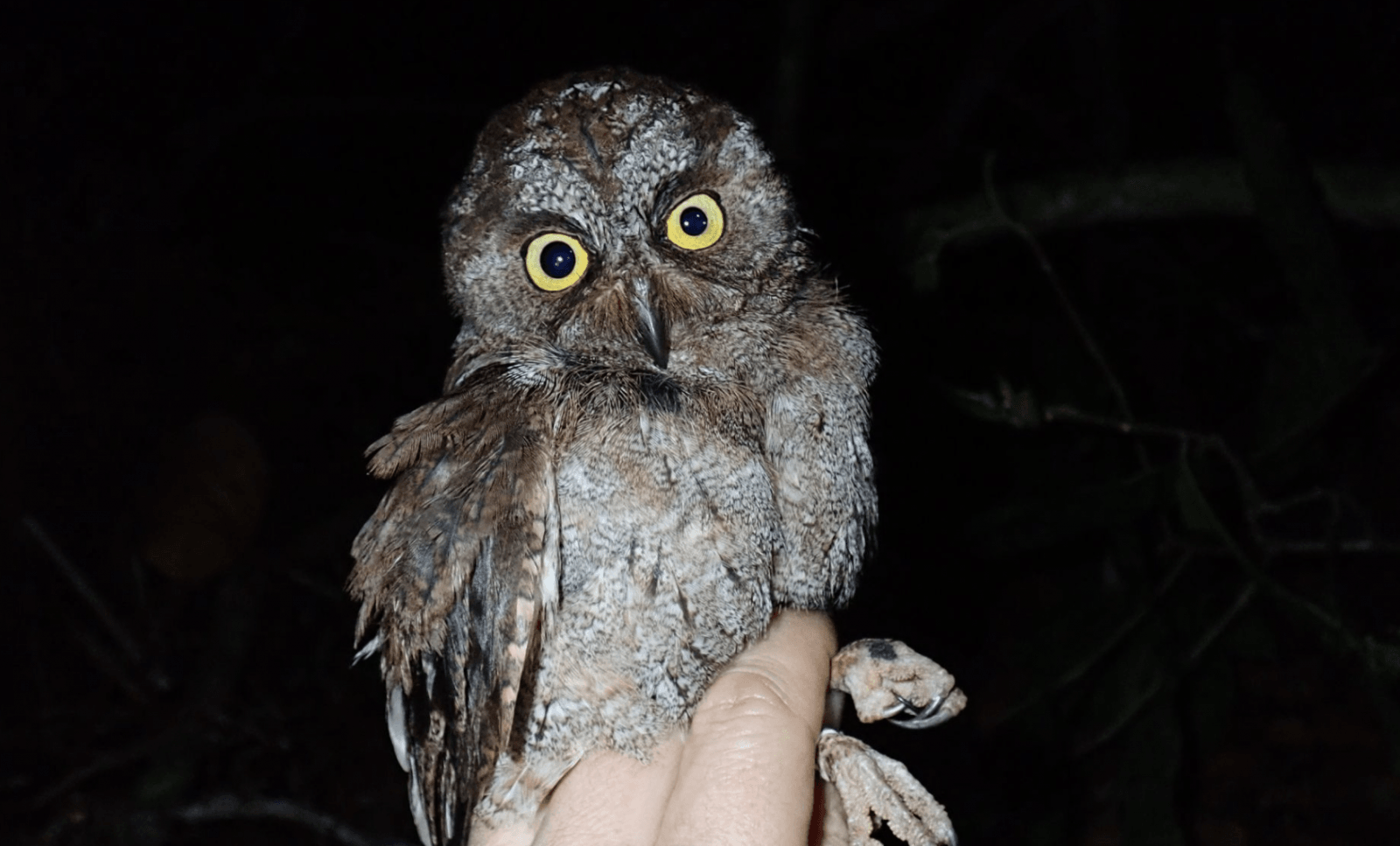 Otus bikegila /Fot. Martim Melo
