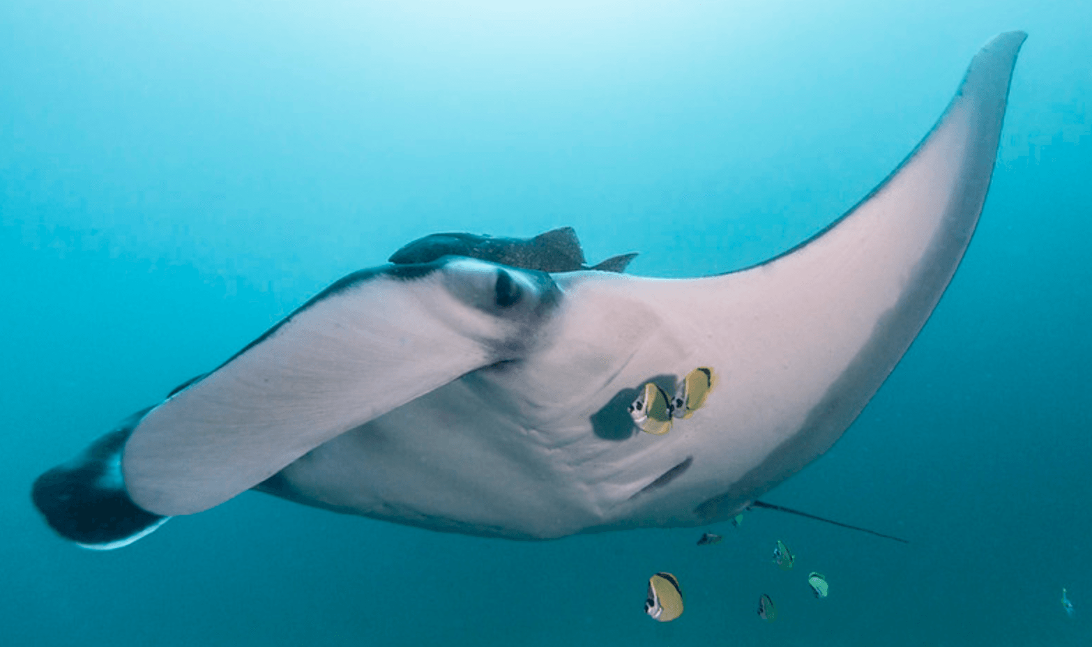 Manty to jedne z najbardziej niezwykłych ryb na świecie /Fot. OSU
