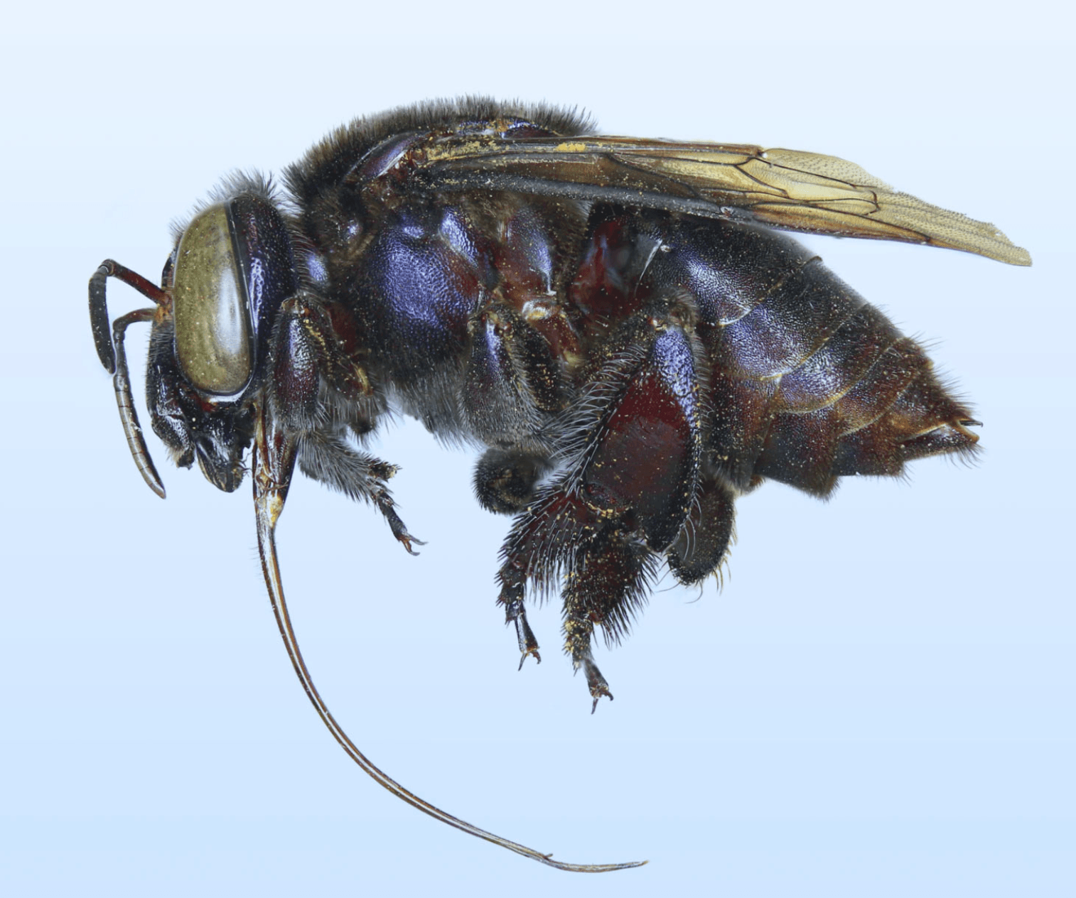 Eufriesea insularis /Fot. Ricardo Ayala
