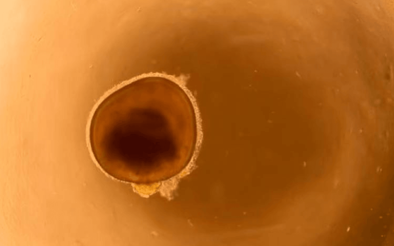 Do czego przydadzą się minioczy z laboratorium? /Fot. UCL
