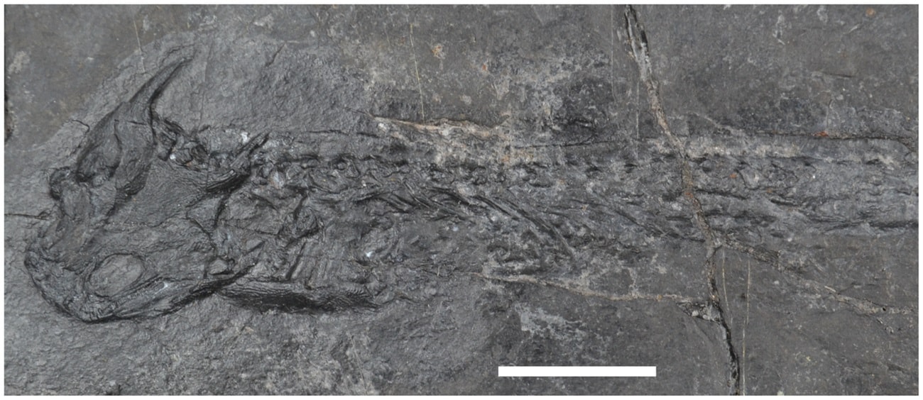 Mają 300 milionów lat i zadziwiają naukowców. Wreszcie poznaliśmy sekret tych kości