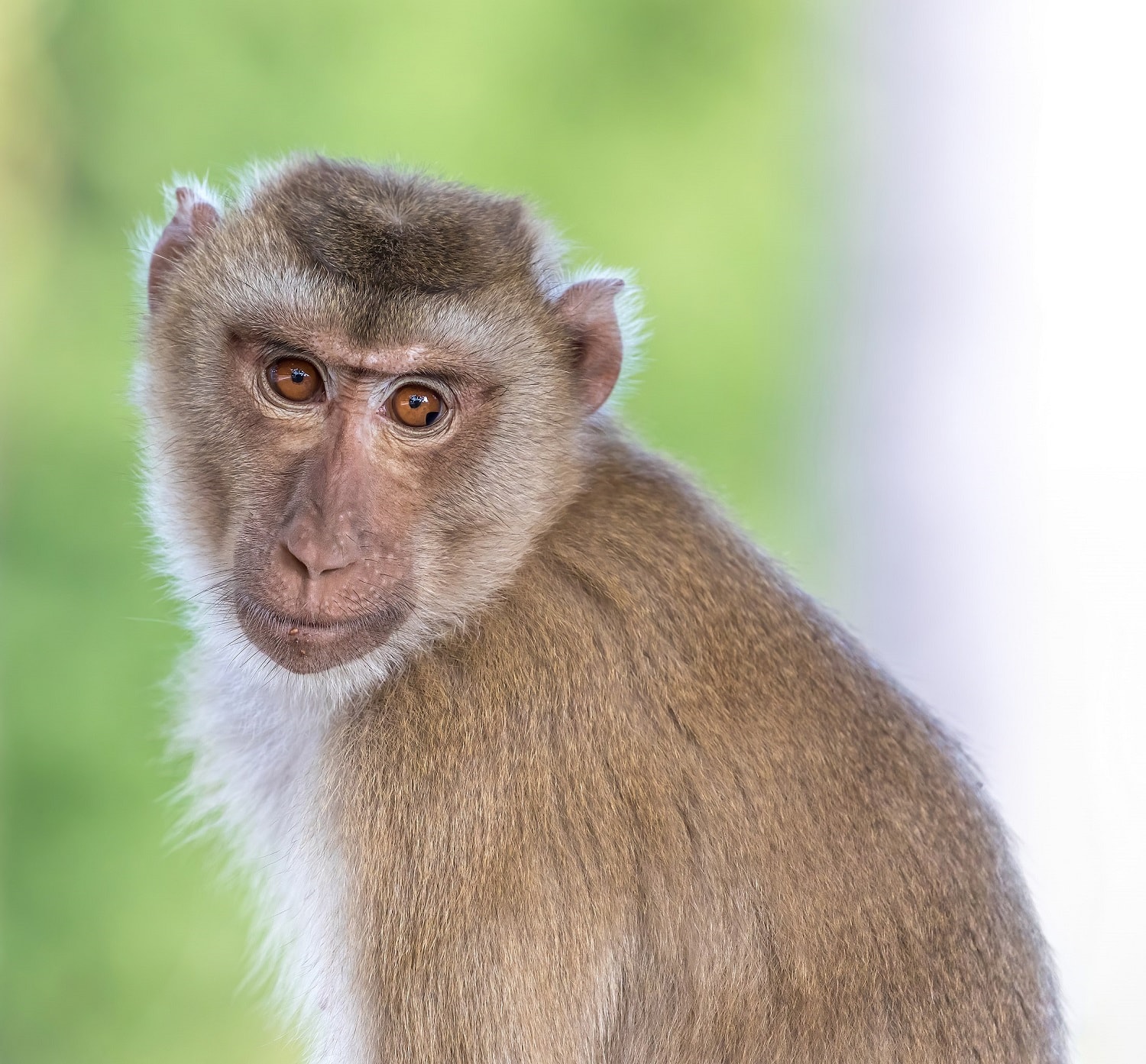 Dlaczego ludzie stracili futro?