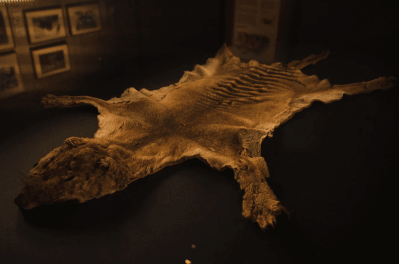 Ostatni znany wilk workowaty odnaleziony /Fot. TMAG
