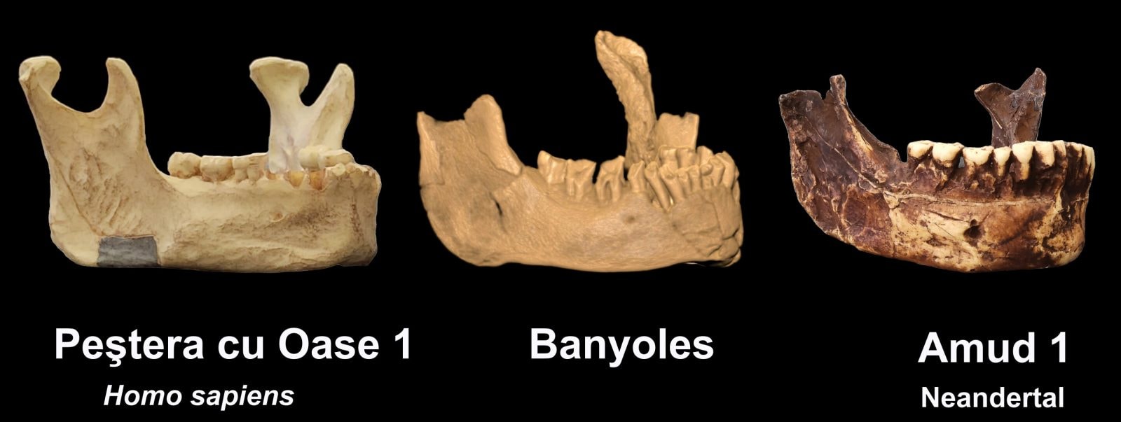 Żuchwy wyraźnie różnią się od siebie (klasyczny Homo sapiens po lewej, typowy neandertalczyk po prawej) – w środku szczęka z Banyoles
