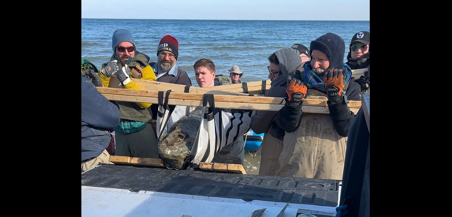 Ta czaszka ma 12 milionów lat. Szczątki olbrzyma znalezione na plaży