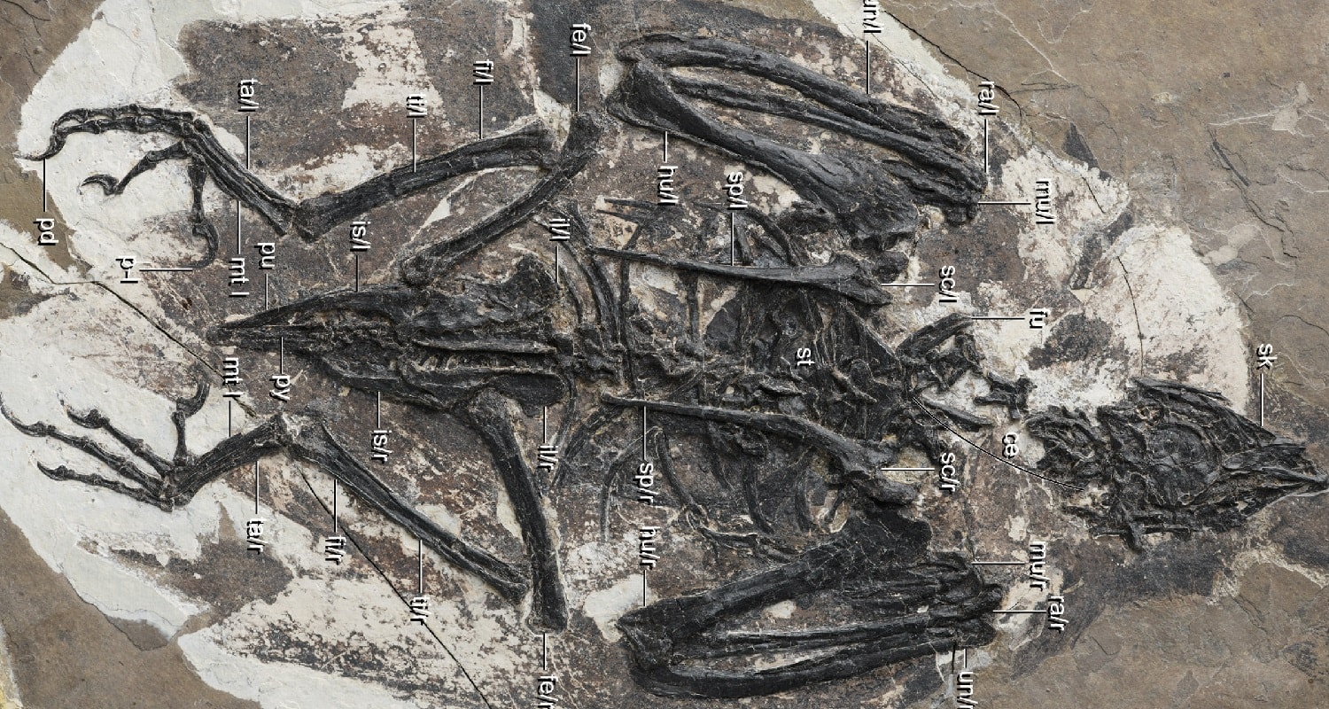 Szczątki dziwacznego zwierzęcia dostarczają informacji o kulisach ewolucji ptaków i dinozaurów