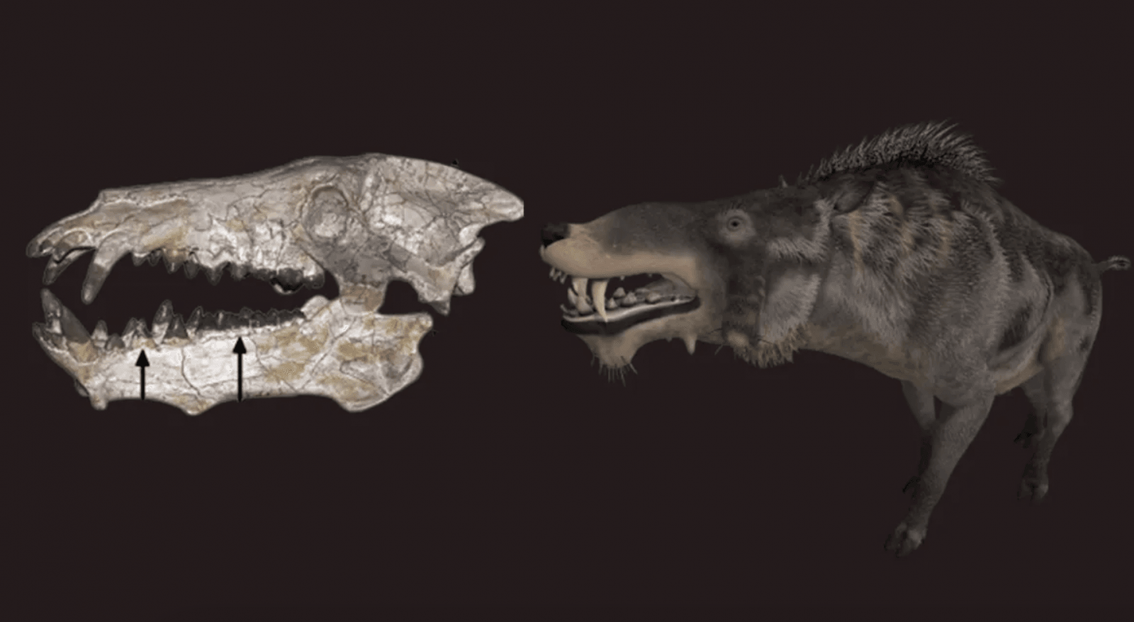 Entelodonty wcale nie były tak &#8220;piekielne&#8221;, jak sądziliśmy /Fot. Palaeogeography, Palaeoclimatology, Palaeoecology
