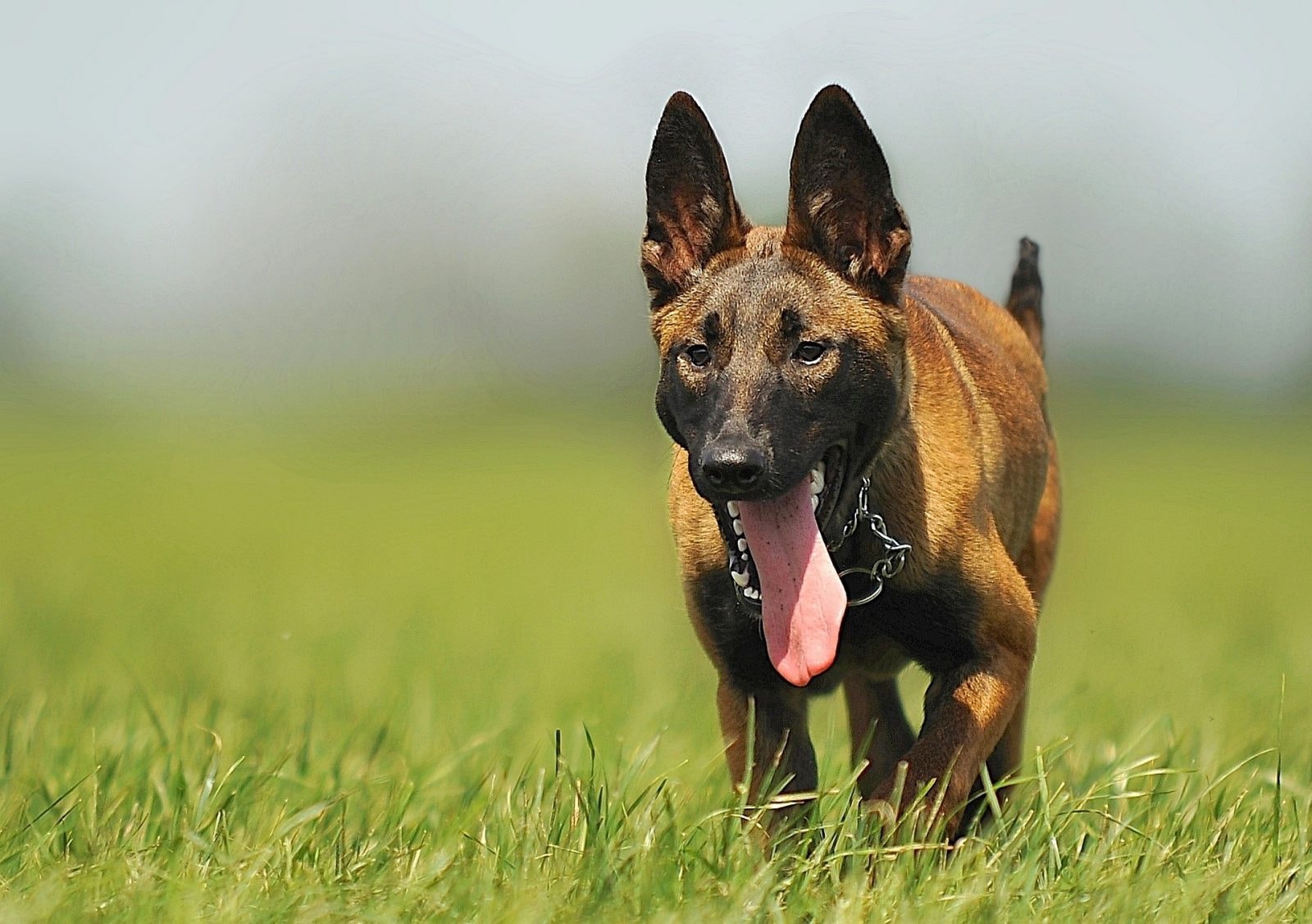 Owczarek belgijski malinois /Fot. Pixabay

