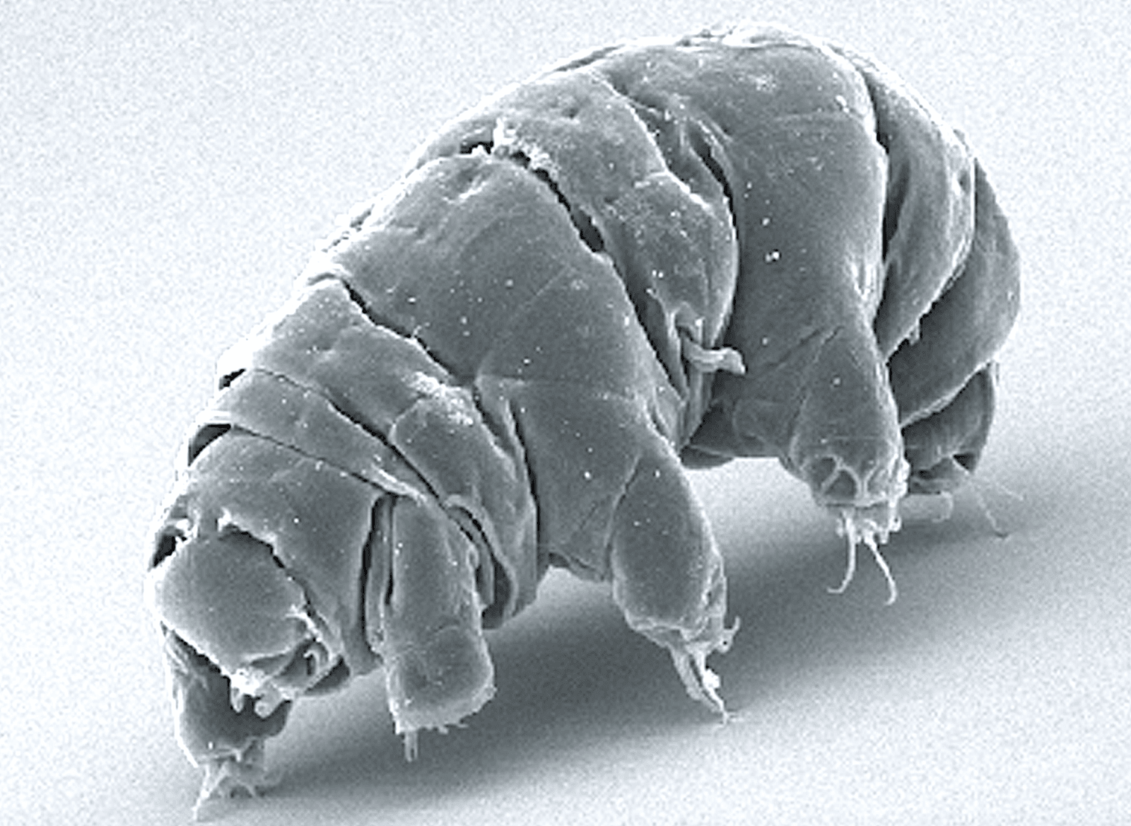 Niesporczaki to jedne z najbardziej niezwykłych bezkręgowców na świecie /Fot. Wikimedia Commons
