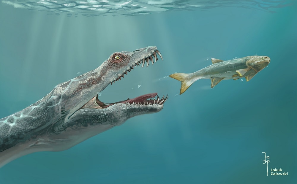 Ranny notozaur podczas polowania na ryby. Ilustracja przedstawia wyraźne zgrubienie na żuchwie, które jest zagojonym złamaniem kości. Autor: Jakub Zalewski. Licencja CC-BY