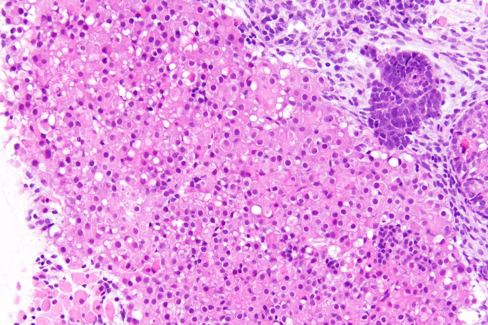 Nadnercza wyhodowane w szalce Petriego w Penn Vet /Fot. Sasaki laboratory
