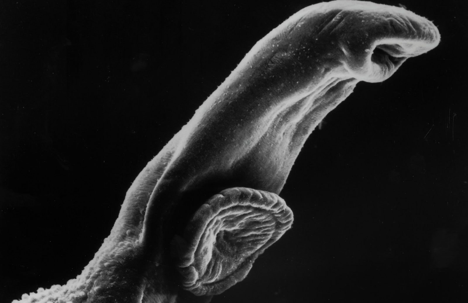 Pasożyty wywołują wiele groźnych chorób, ale niektóre gatunki (np. ryb) nie mogą bez nich żyć /Fot. National Cancer Institute, Unsplash
