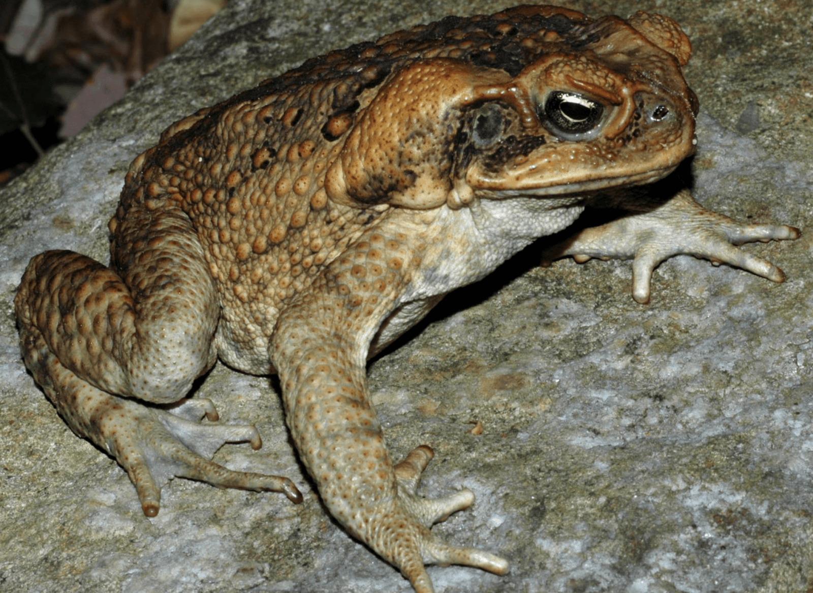 Ropuchy olbrzymie są duże, ale nie aż tak jak osobnik z Australii /Fot. Wikimedia Commons
