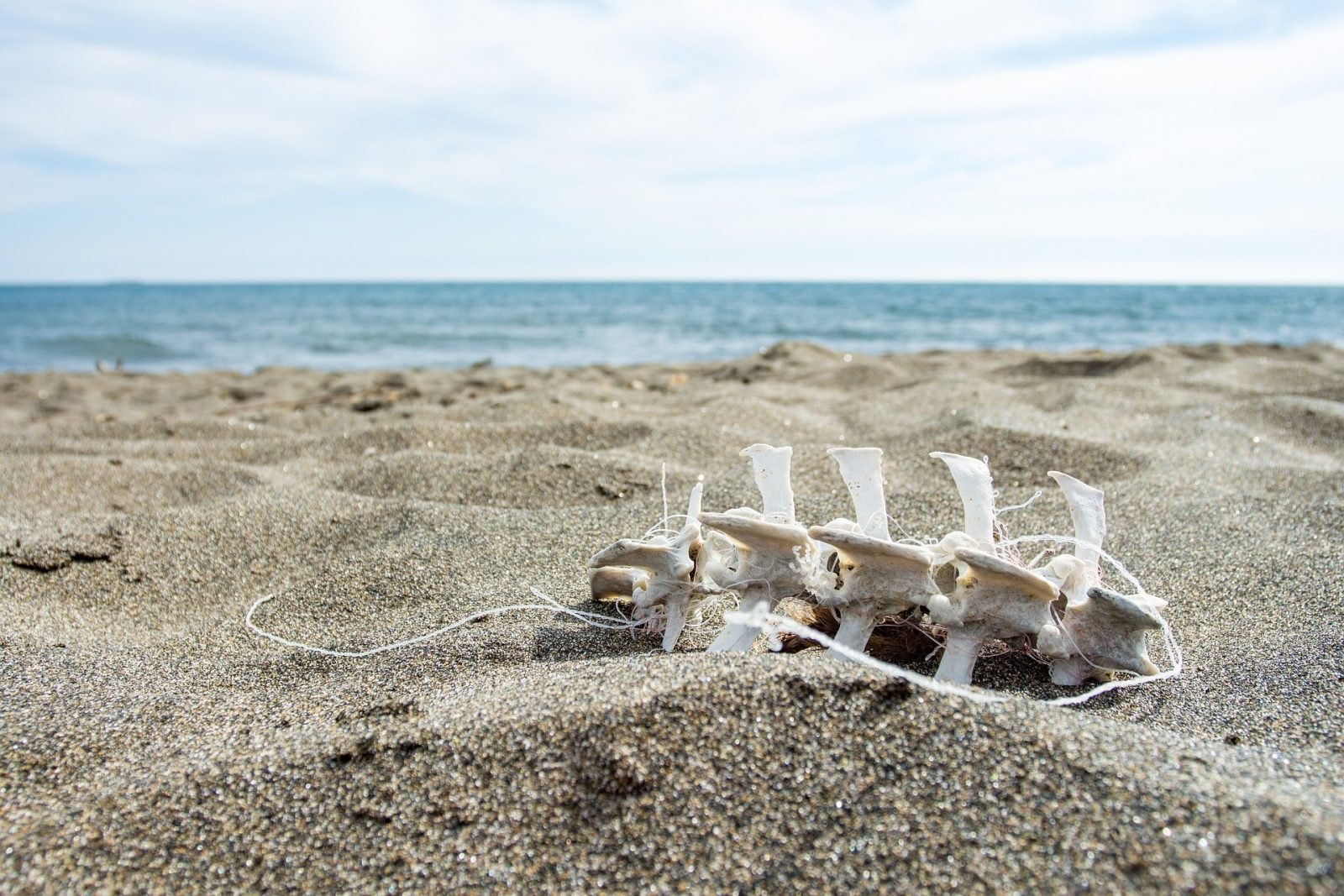 Zmapowali „strefy śmierci” sprzed 5 mln lat. Dostali niepokojący obraz tego, co dziś dzieje się w oceanach