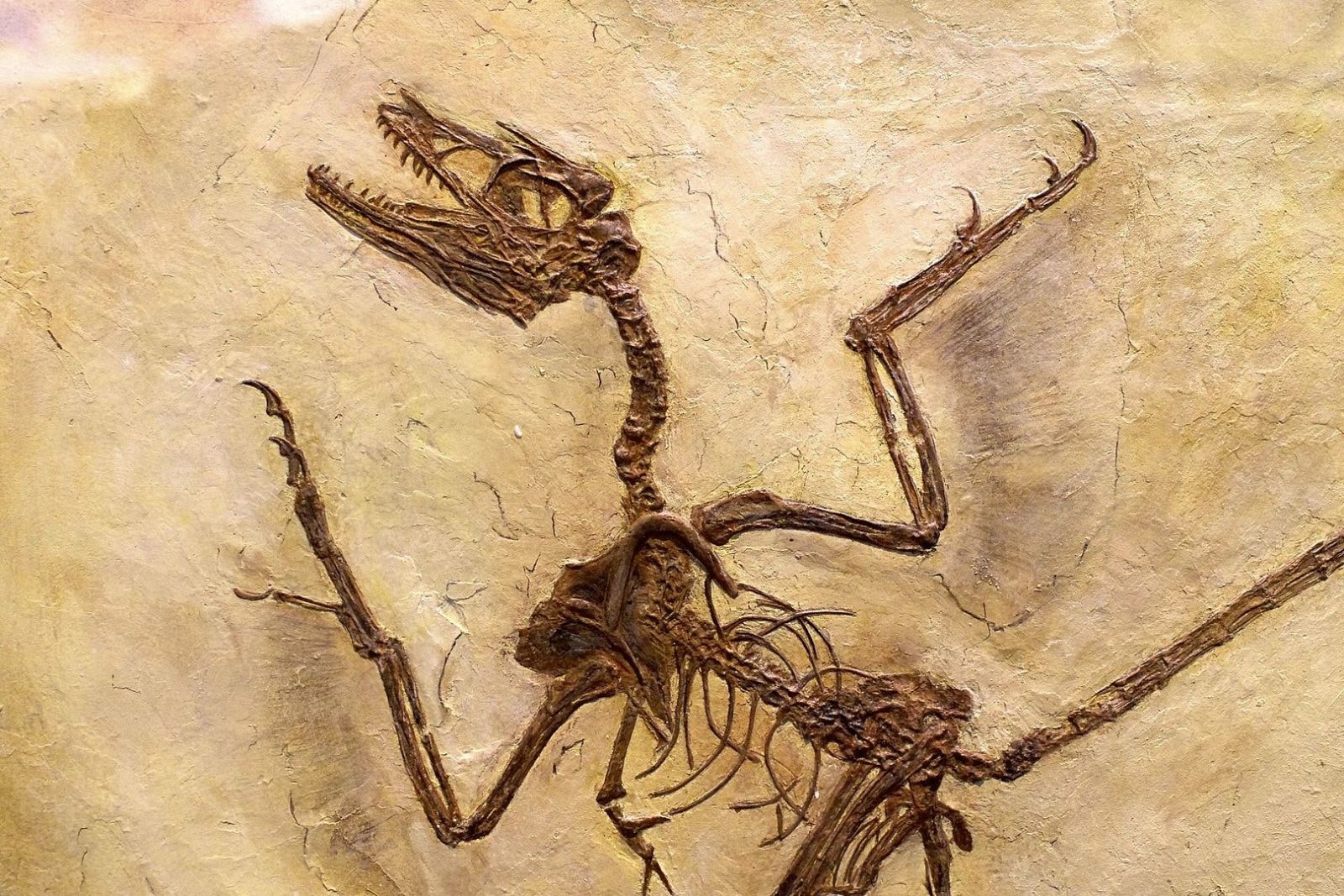 Mikroraptor