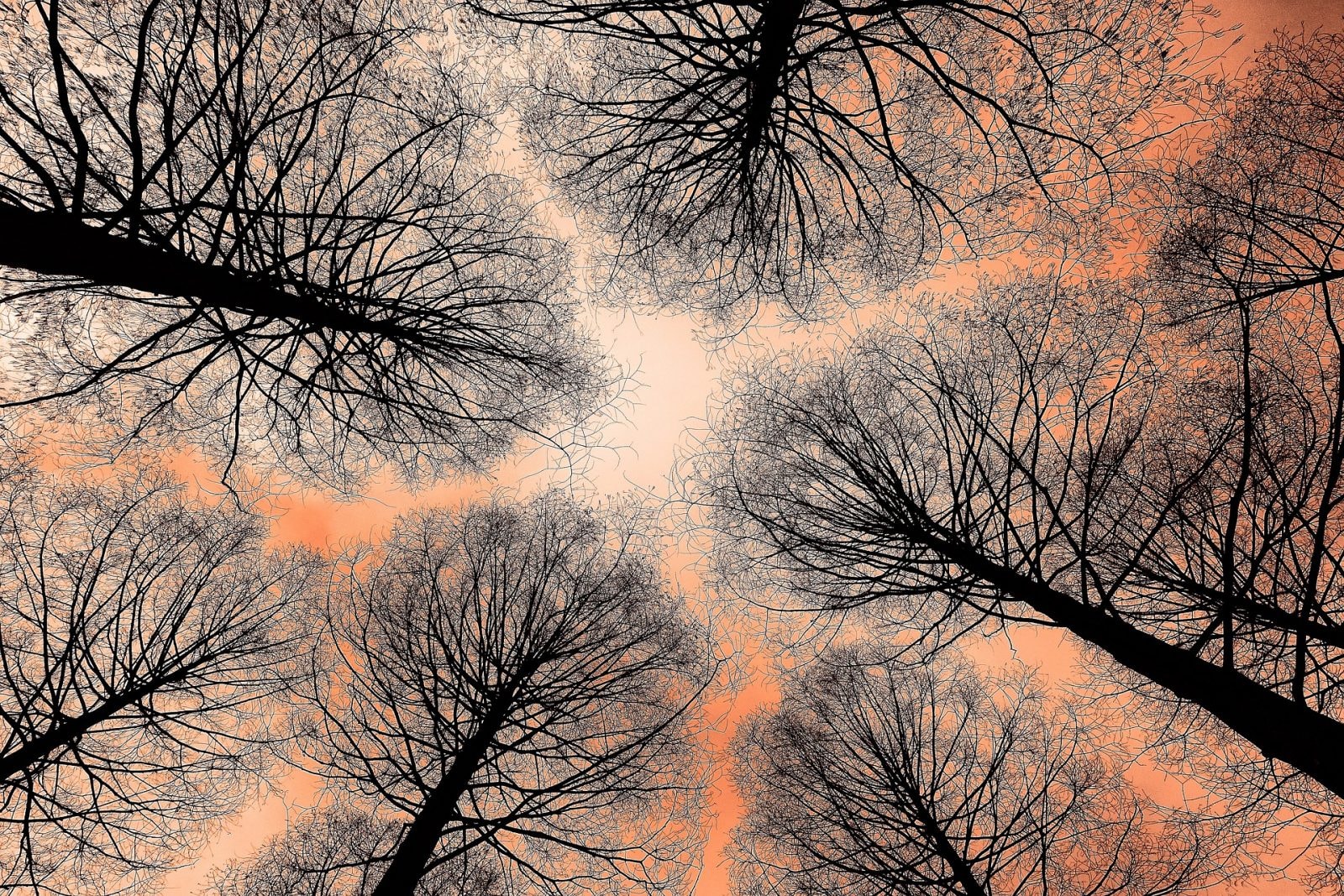 Leonardo da Vinci się pomylił 
