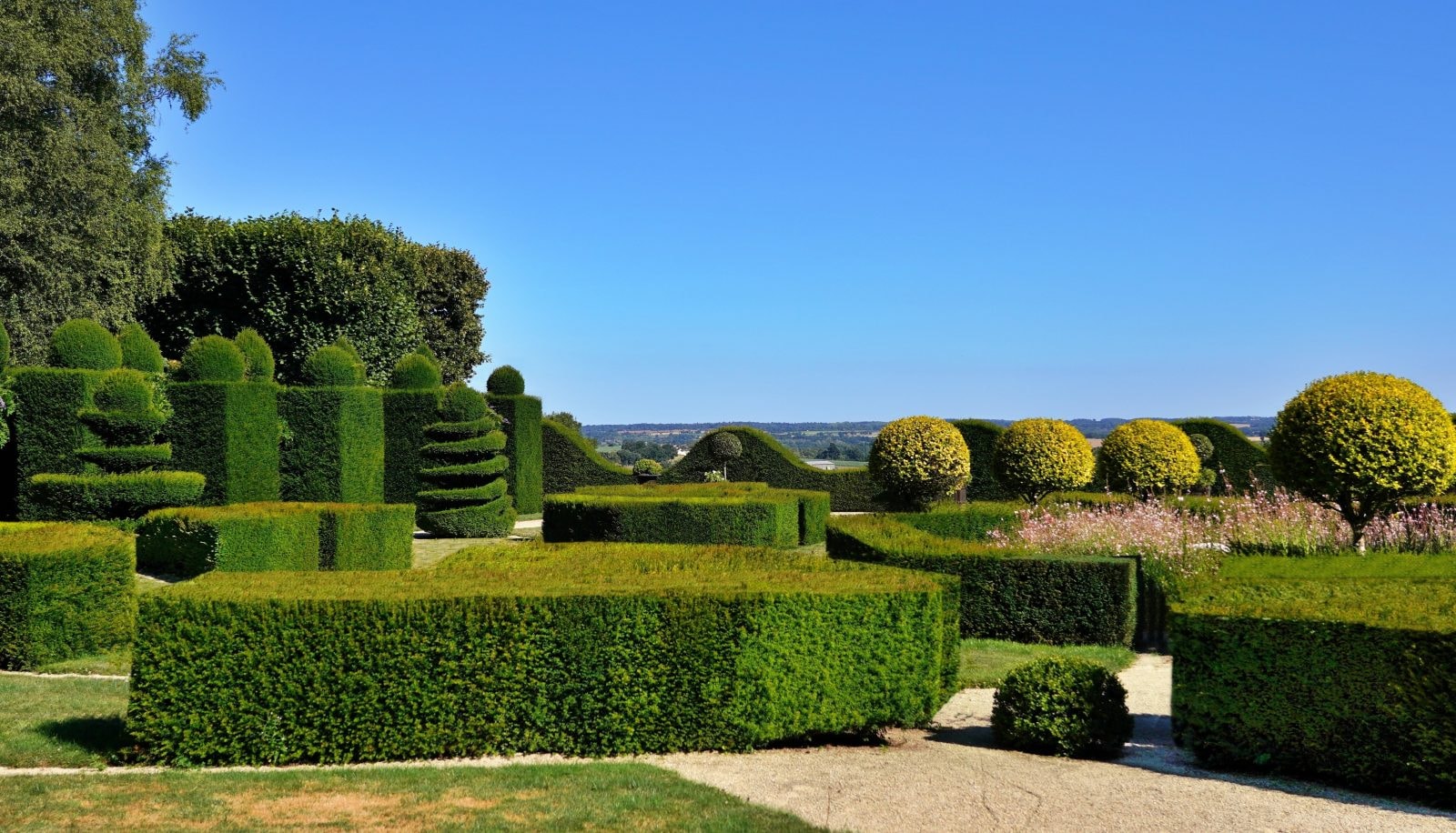 Znajdziesz je pod każdym domem na przedmieściach. Tujoza zabija polską roślinność
