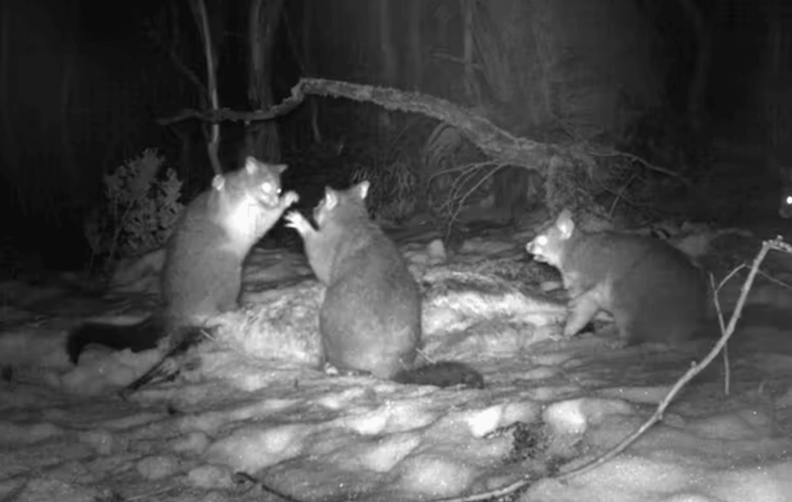 Kitanka lisia /Fot. University of Sydney
