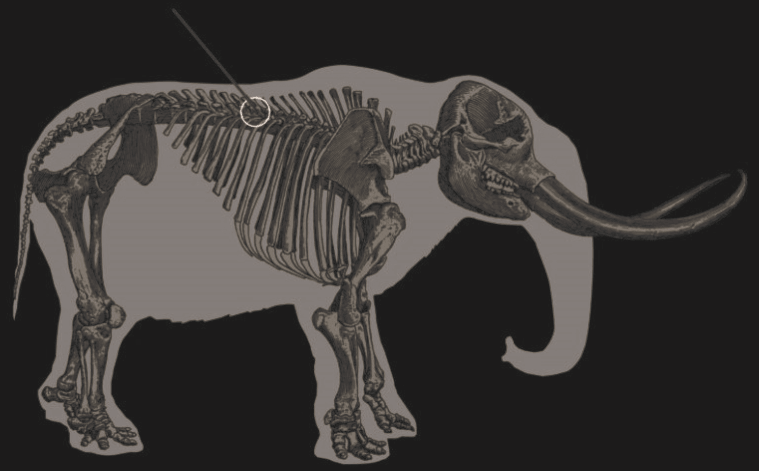 Tak zabijano mastodonty – tu trajektoria zadanego ciosu /Fot. TAMU
