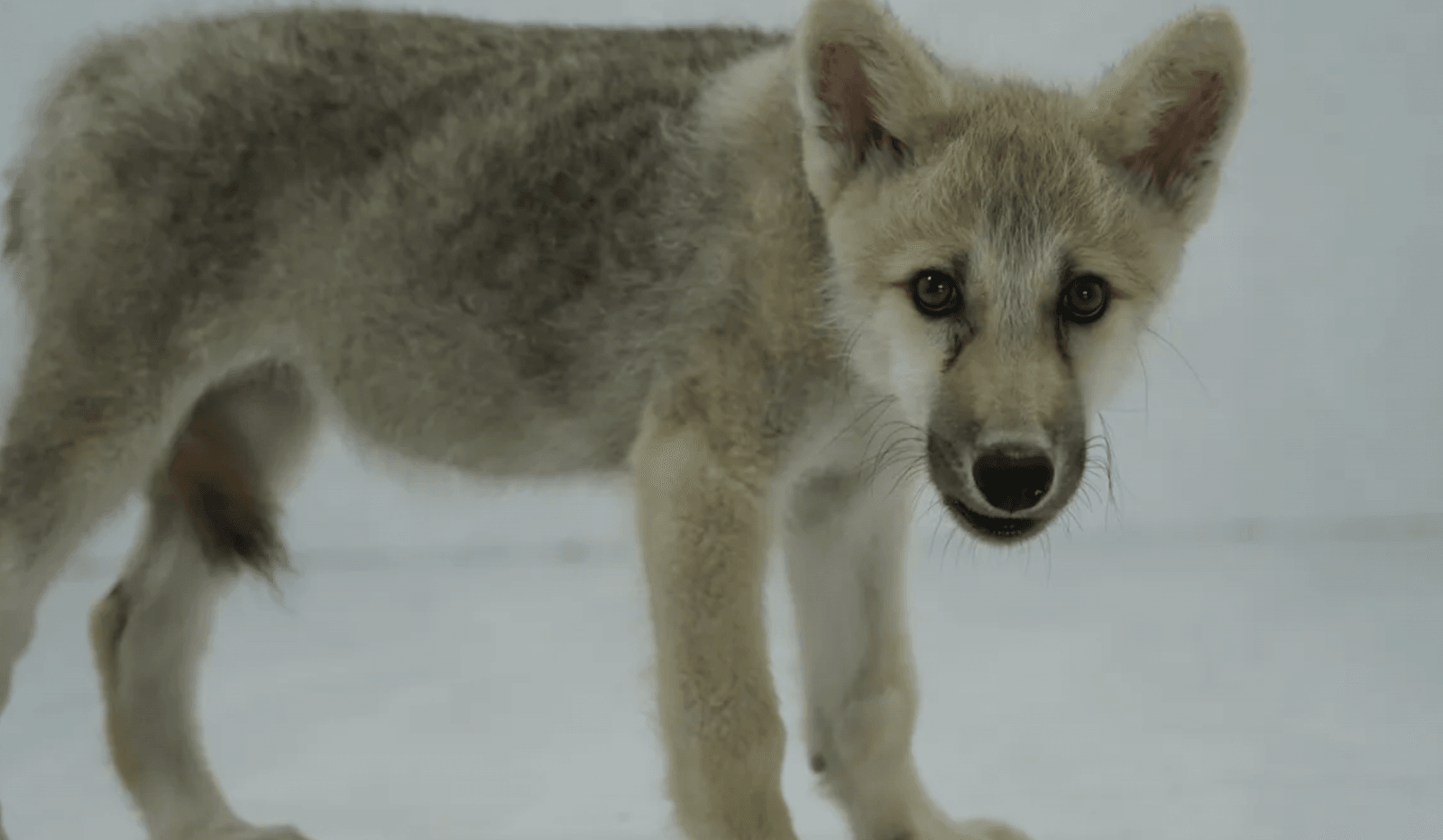 Maya to pierwszy na świecie klon wilka polarnego /Fot. Sinogene
