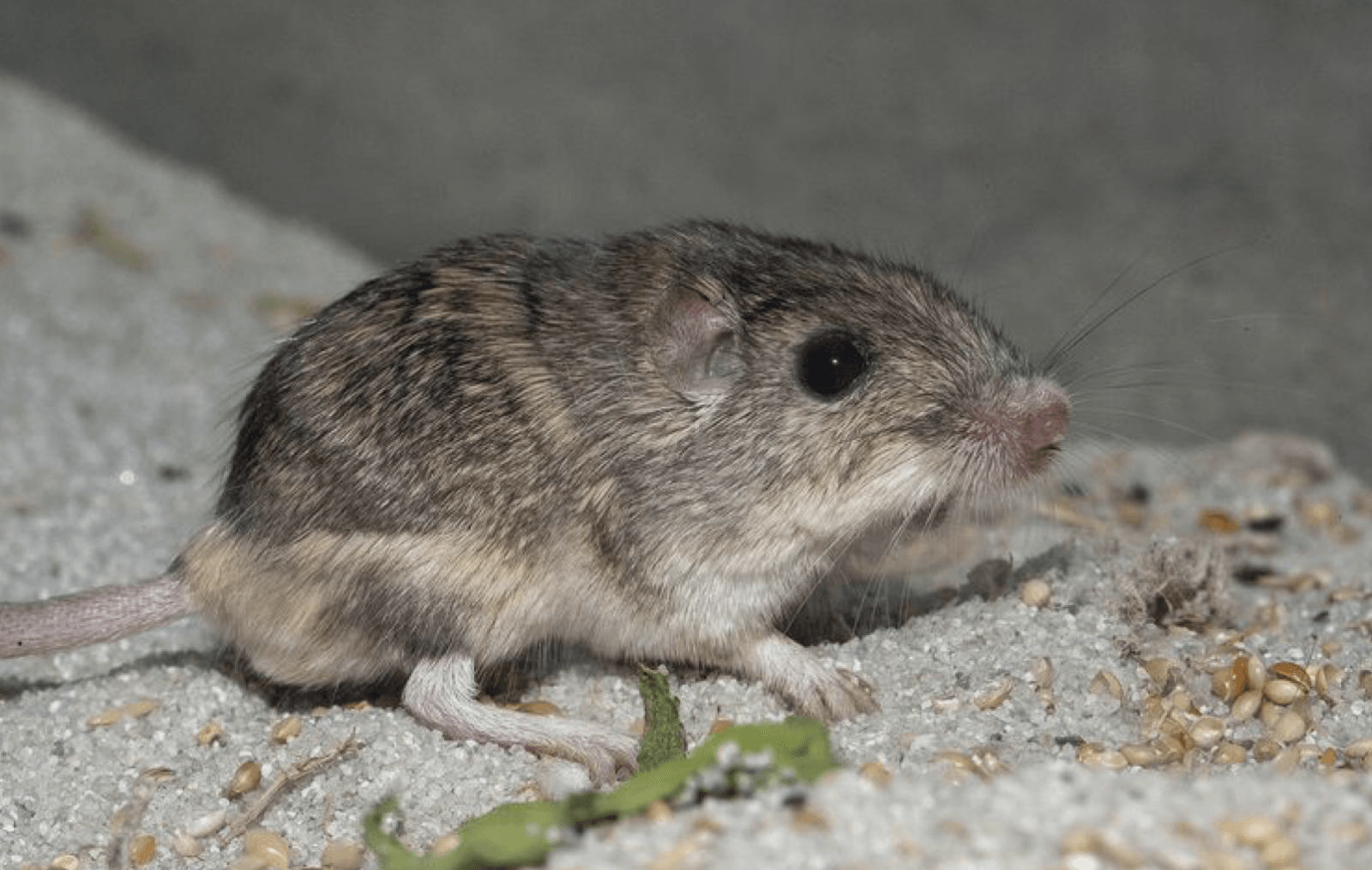 Mysz Pat /Fot. San Diego Zoo Wildlife Alliance

