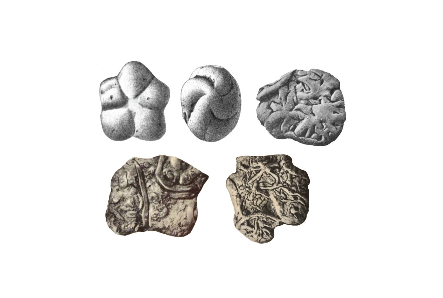 Skamieniałości? Naukowcy nie wiedzą, czym są obiekty sprzed 500 mln lat