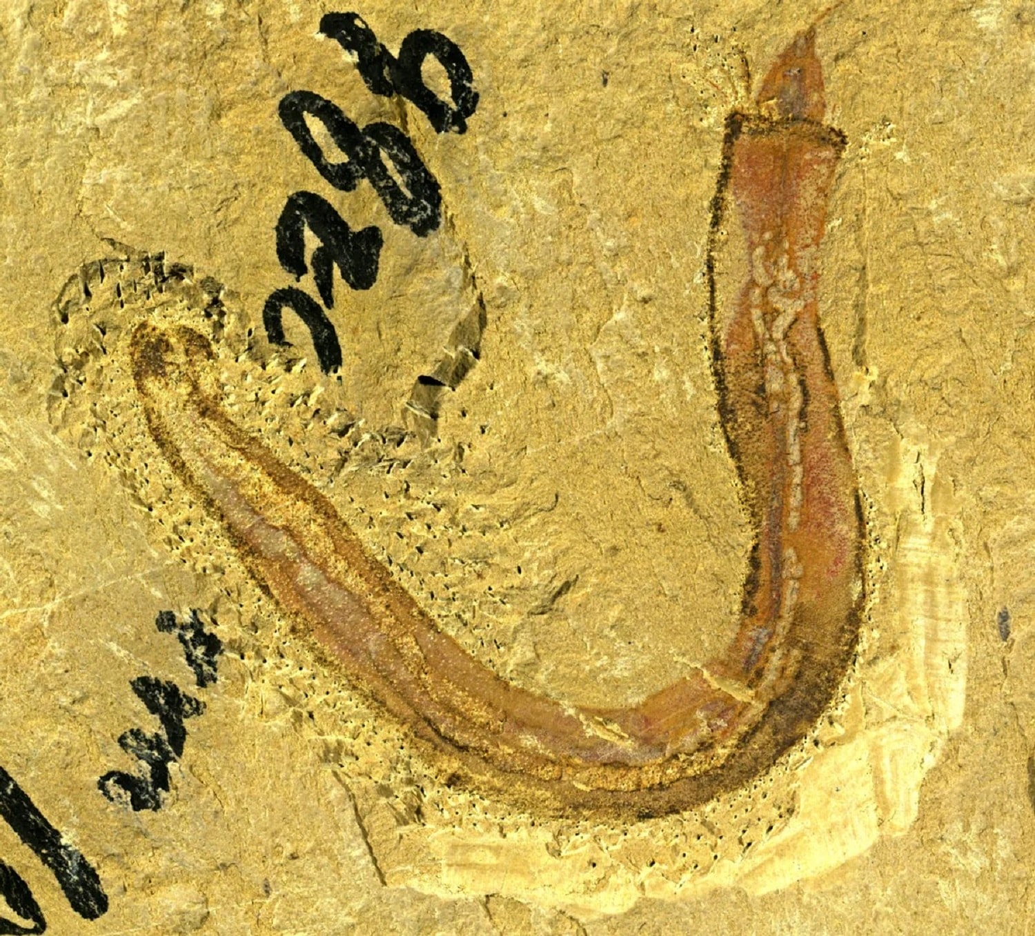 Ma 515 milionów lat i zadziwiająco rozbudowany organizm. Pojawił się na Ziemi znacznie wcześniej, niż sądzono