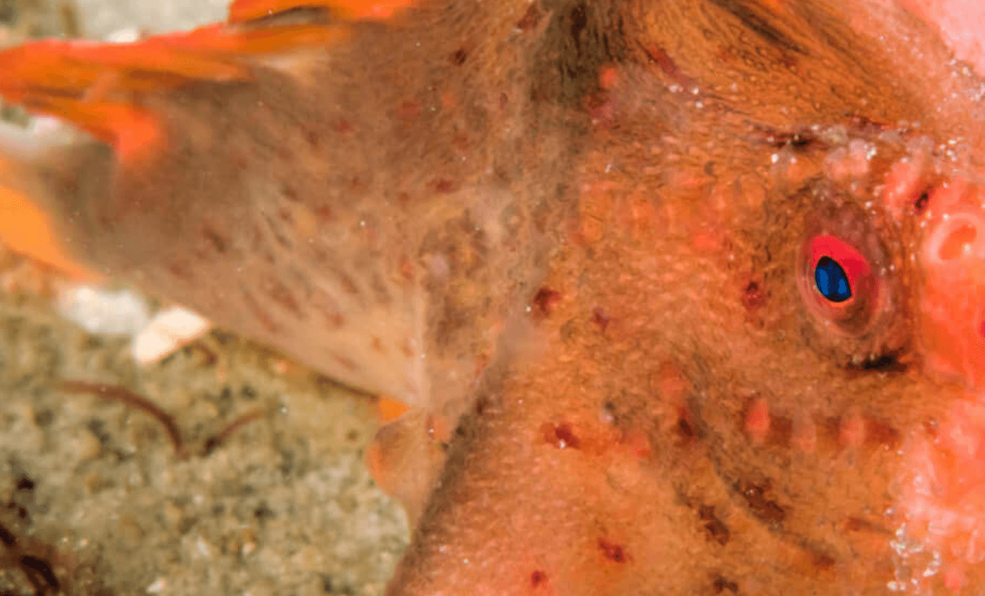 Ryba z rękami /Fot. The Handfish Project
