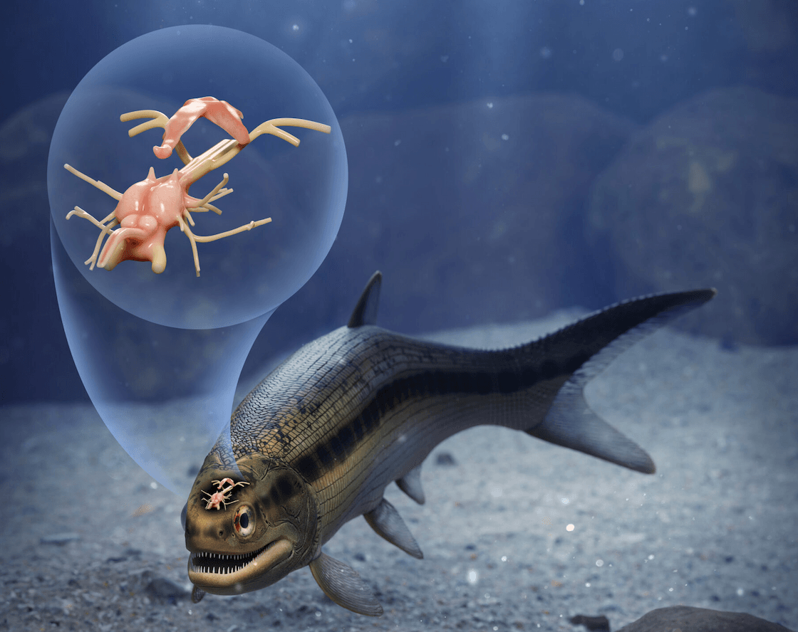 Ryba Coccocephalus wildi sprzed 319 mln lat /Fot. University of Michigan
