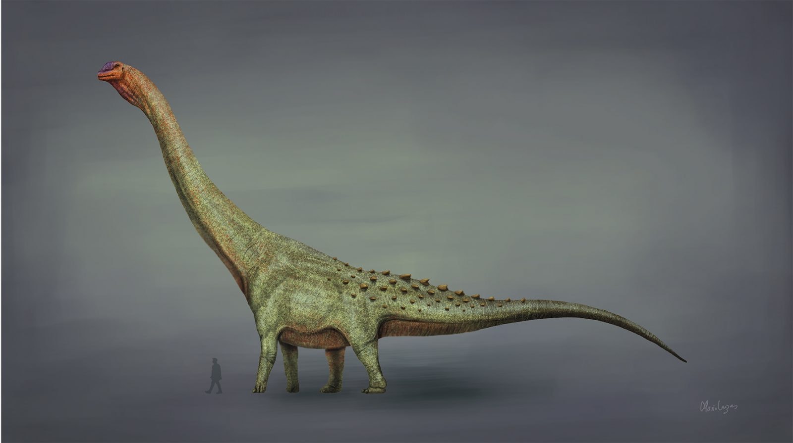 Tytanozaury były ogromne – tutaj inny gatunek niż opisywany: Patagotitan /Fot. Wikimedia Commons
