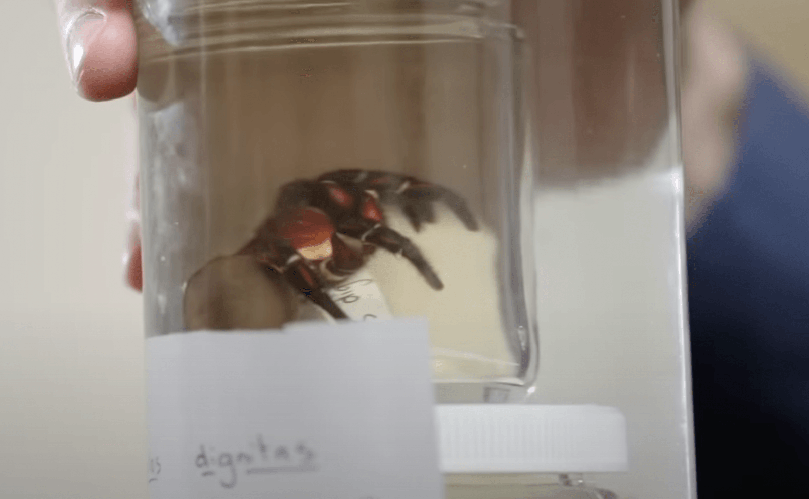 Euoplos dignitas /Fot. Queensland Museum
