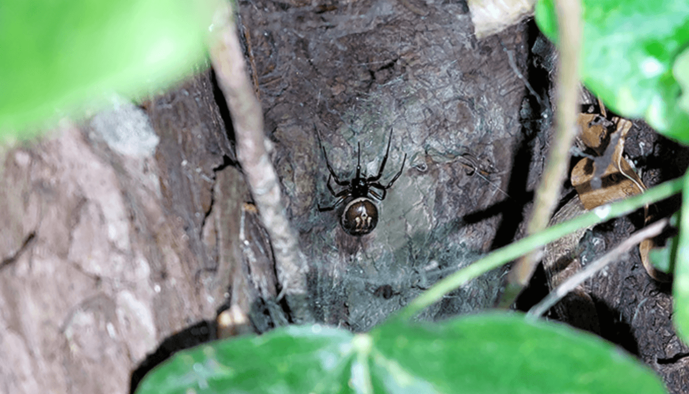 Pająk szlachetna fałszywa wdowa /Fot. University of Galway

