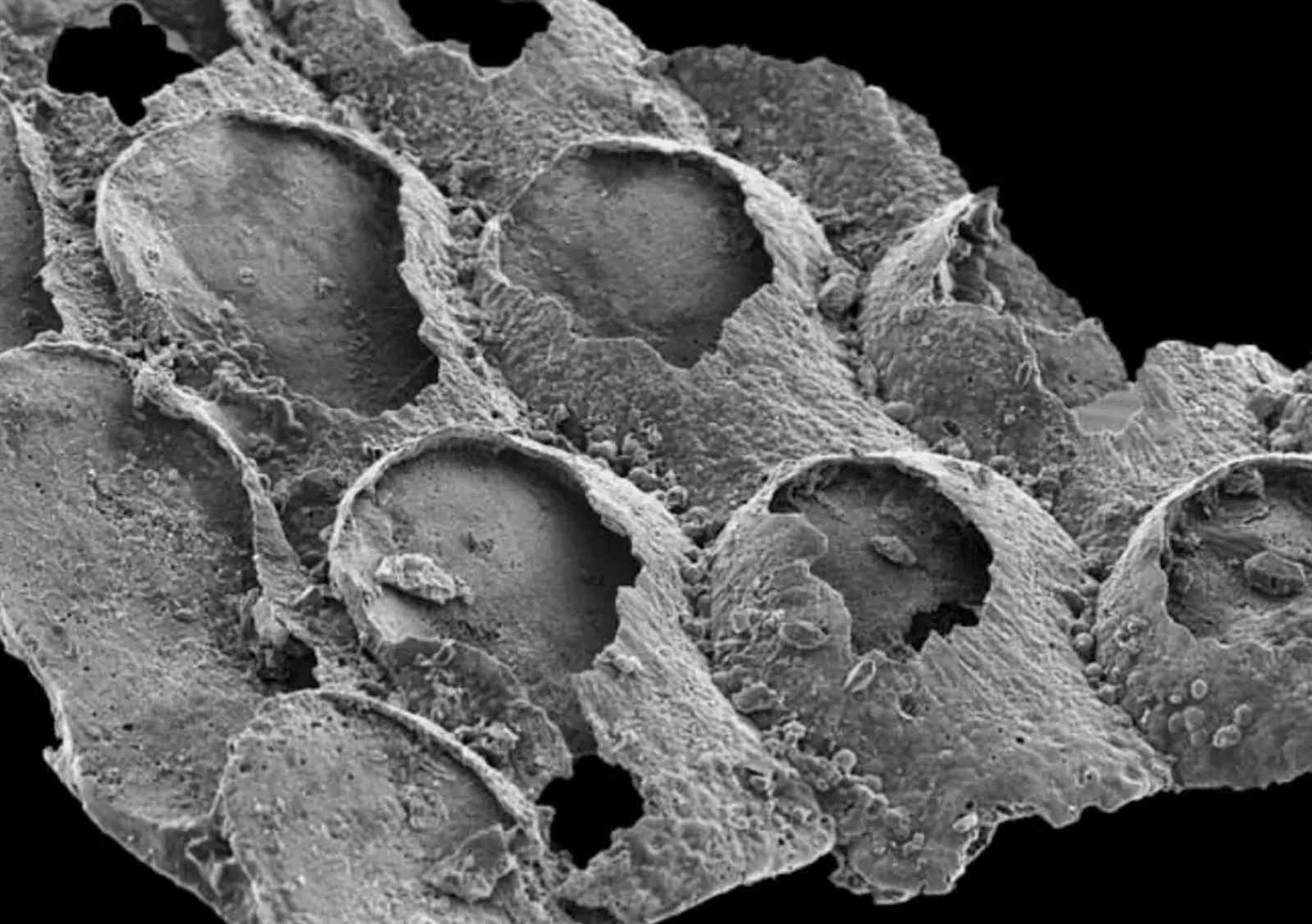 Do kogo należały te skamieniałości? Na pewno nie do mszywiołów /Fot. Nature
