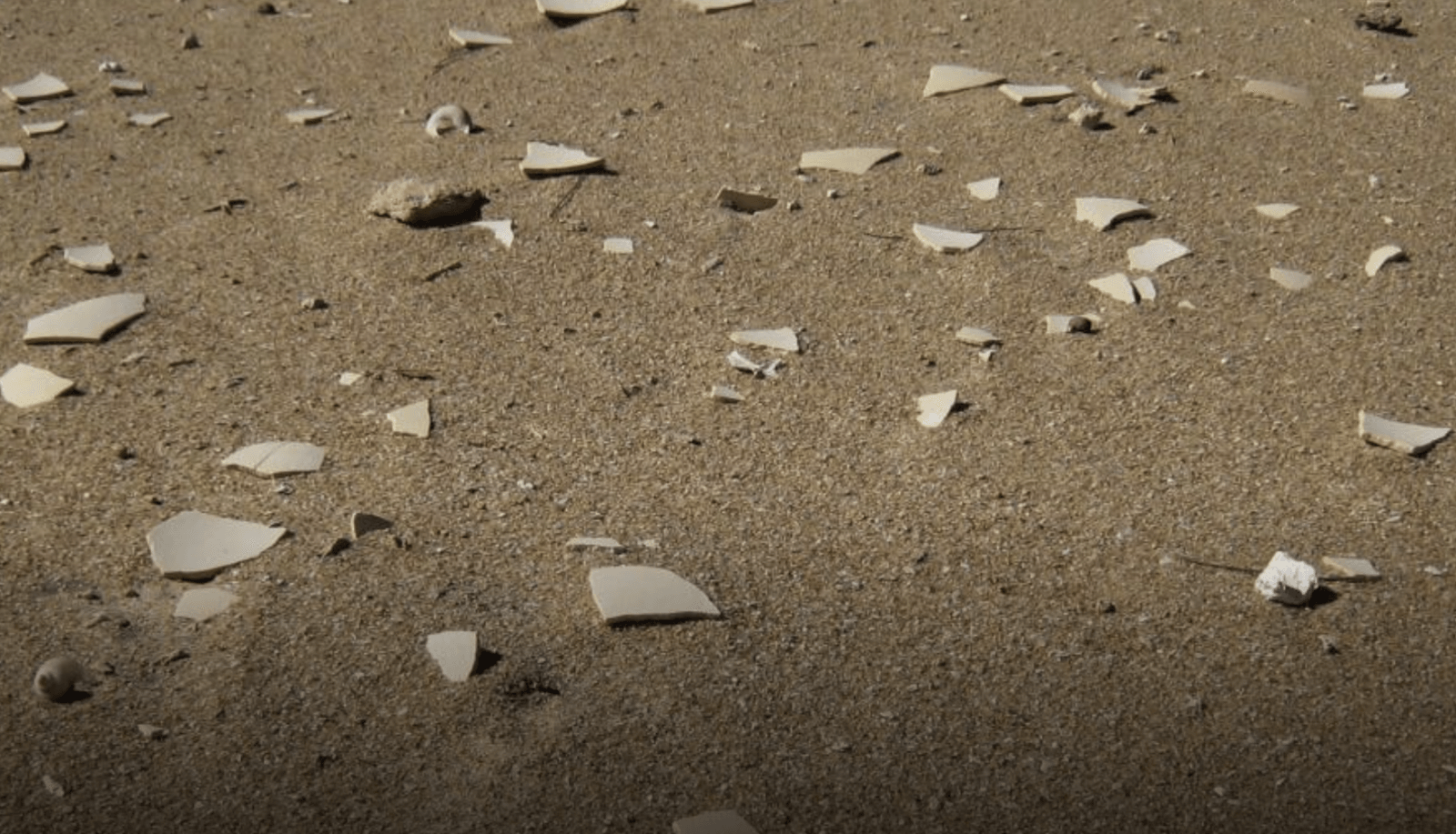 Ptaki-słonie kiedyś żyły na Madagaskarze – do ich analizy wykorzystano skorupki jaj /Fot. CU Boulder
