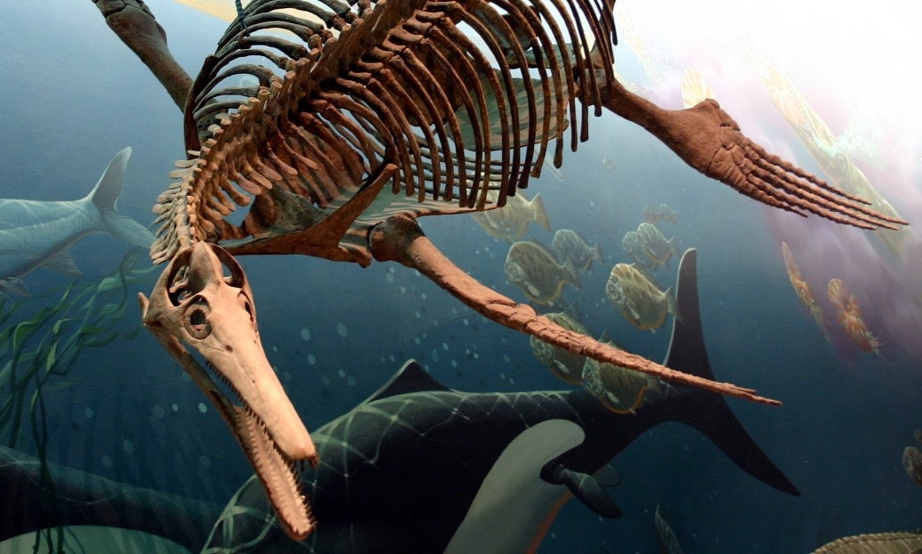 Przykładowy plezjozaur / źródło: Wikimedia Commons, CC-BY-SA-2.0
