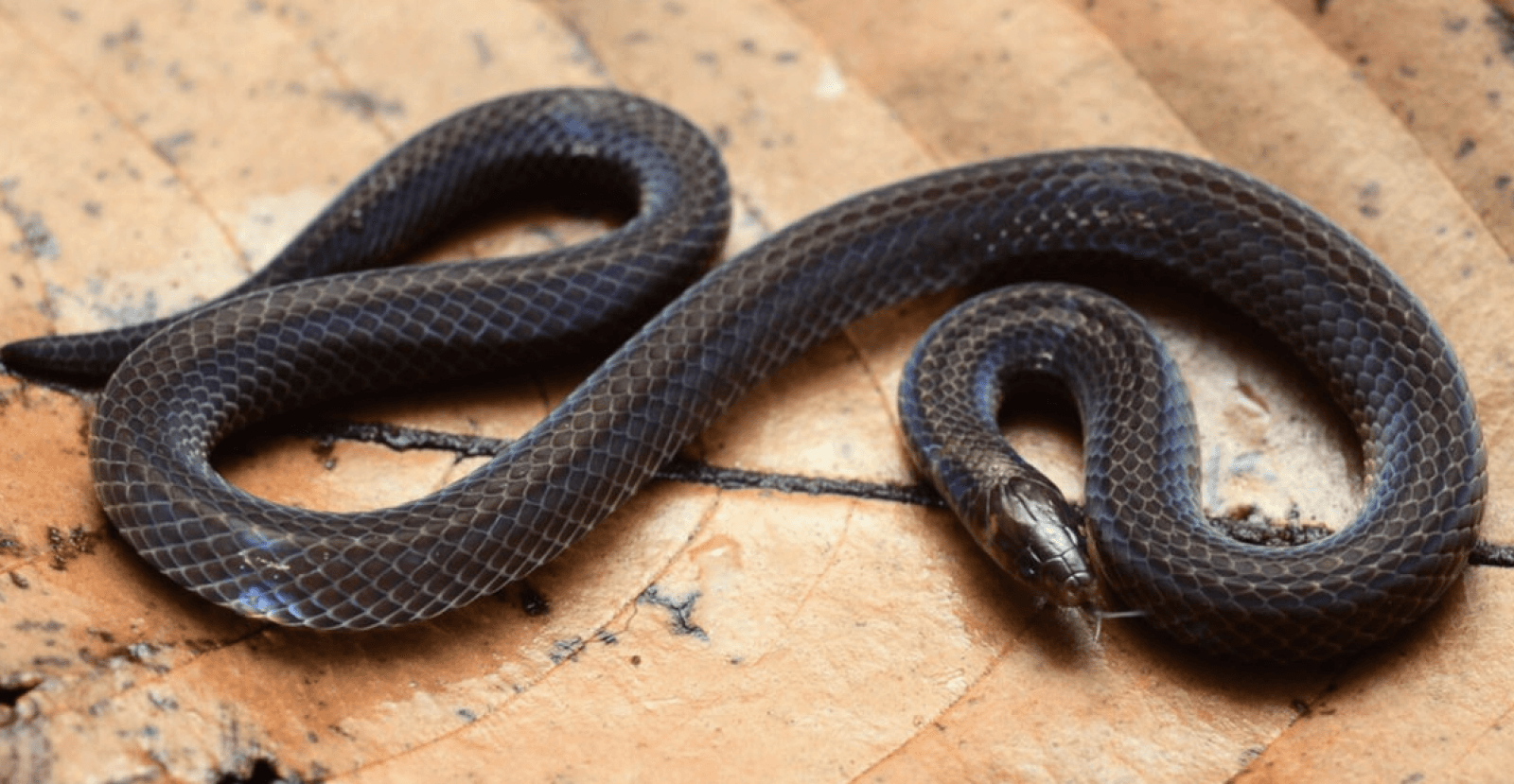 Pseudorabdion longiceps /Fot. Evan Seng Huat Quah
