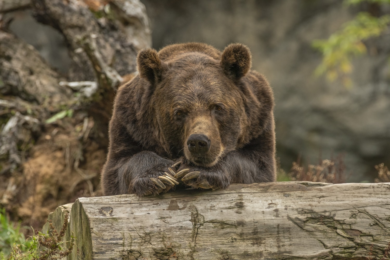 Niedźwiedzie są obdarzone inteligencją /Fot. Freepik
