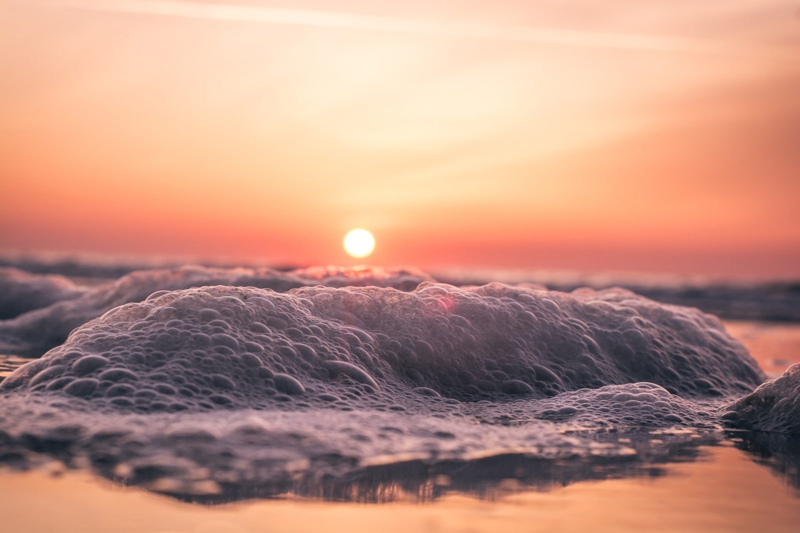 Żarłacz biały wyrzucony na plażę Myrtle Beach /Fot. Pixabay
