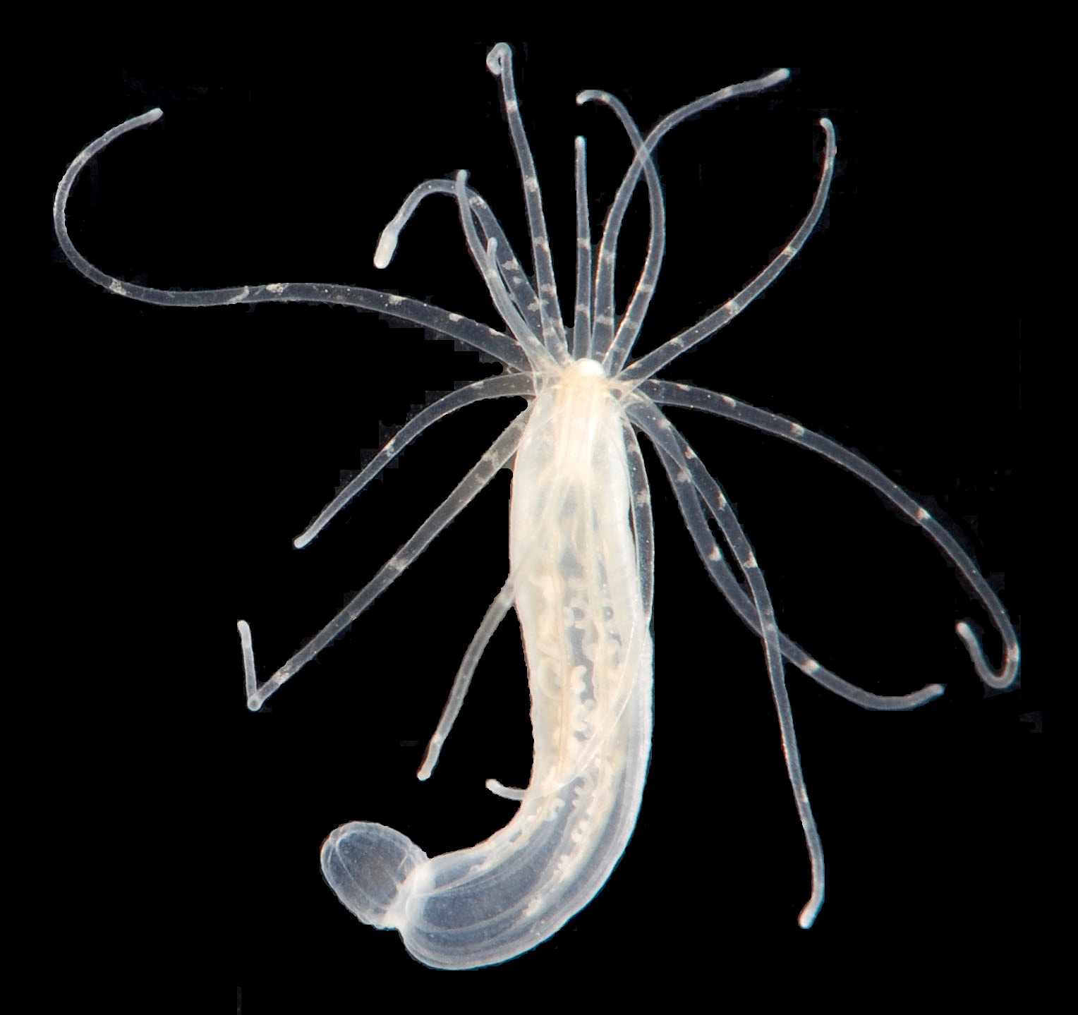 Nie mają mózgu, a potrafią się uczyć. Naukowcy zaobserwowali coś niesamowitego