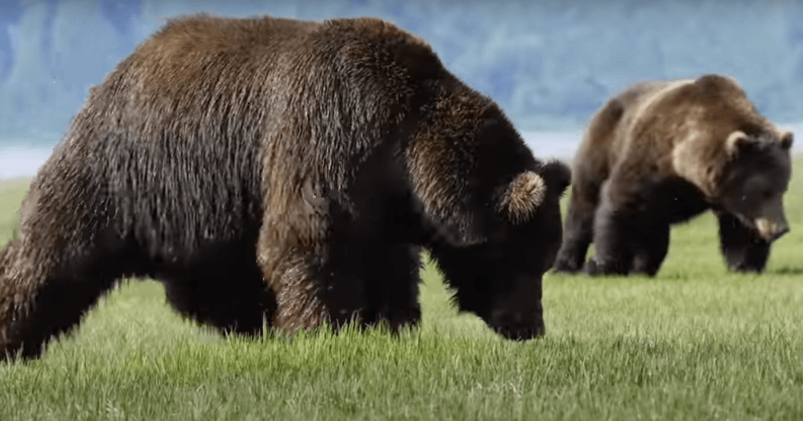 Niedźwiedzie grizzly przygotowują się do walki /Fot. YouTube

