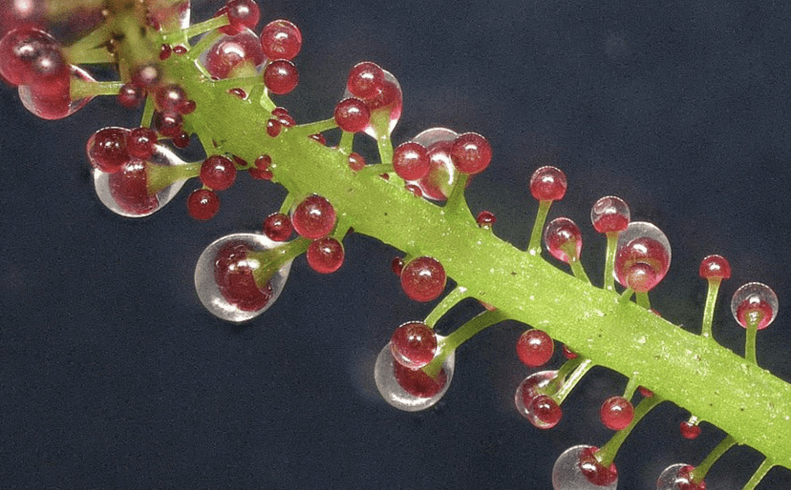 Roślina Triphyophyllum peltatum może być w pewnych okolicznościach mięsożerna /Fot. Universität Hannover
