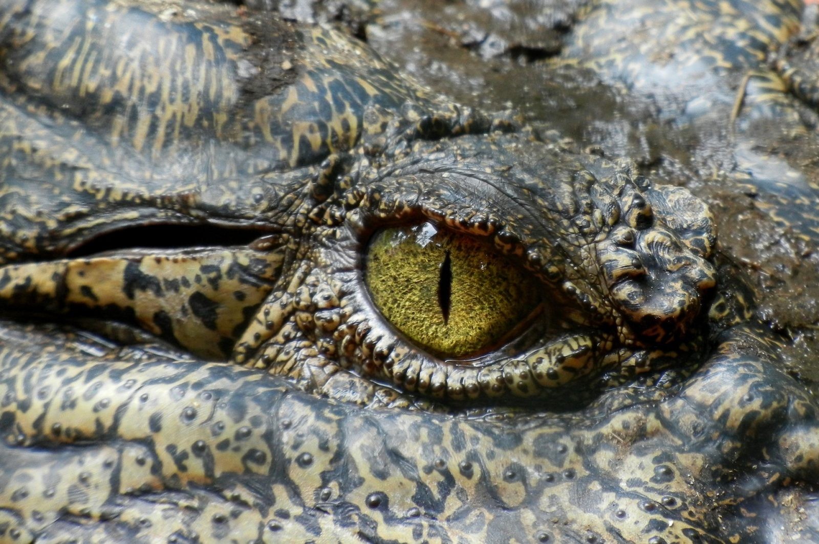 Krokodyl &#8211; zdjęcie poglądowe /Fot. Pixabay
