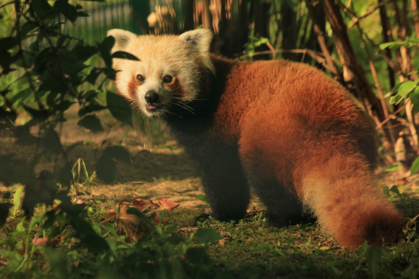 Pandka ruda /Fot. Zoo Gdańsk
