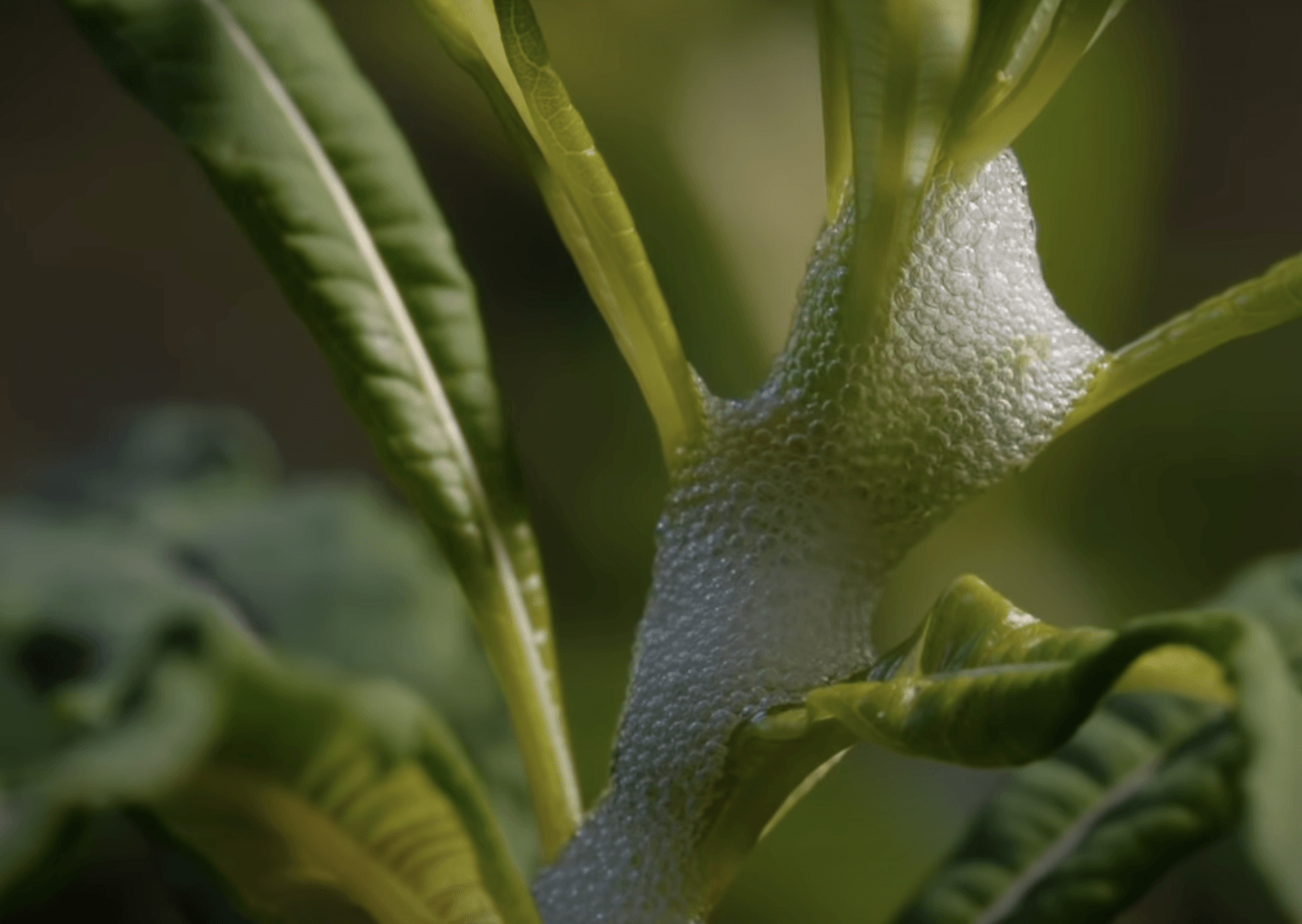 Taka “pianka” może być groźna również dla człowieka – nie powinieneś jej dotykać /Fot. YouTube
