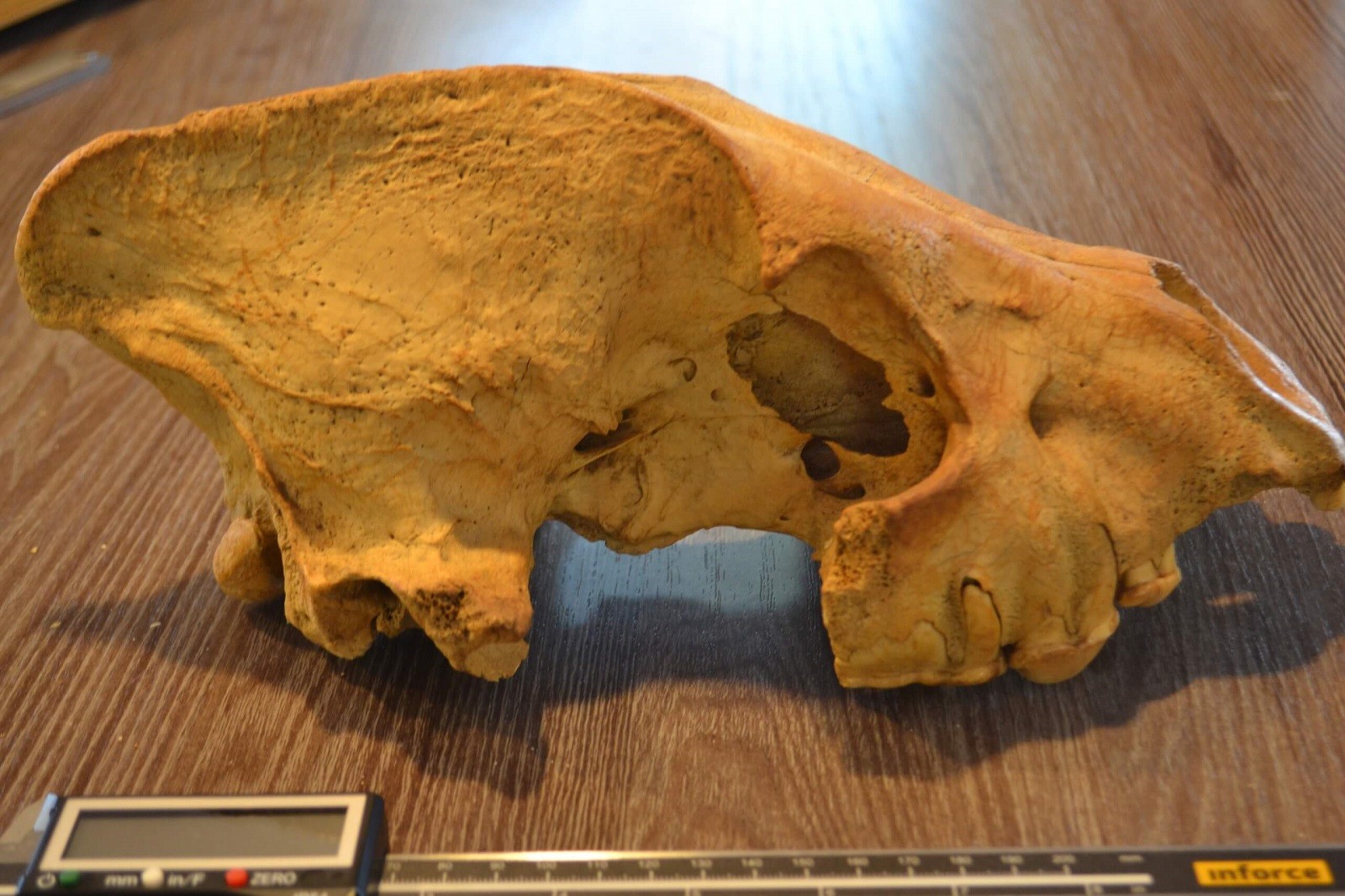 W jaskini na Syberii znaleziono szczątki mamutów i niedźwiedzi, ale to nie człowiek ją zamieszkiwał 